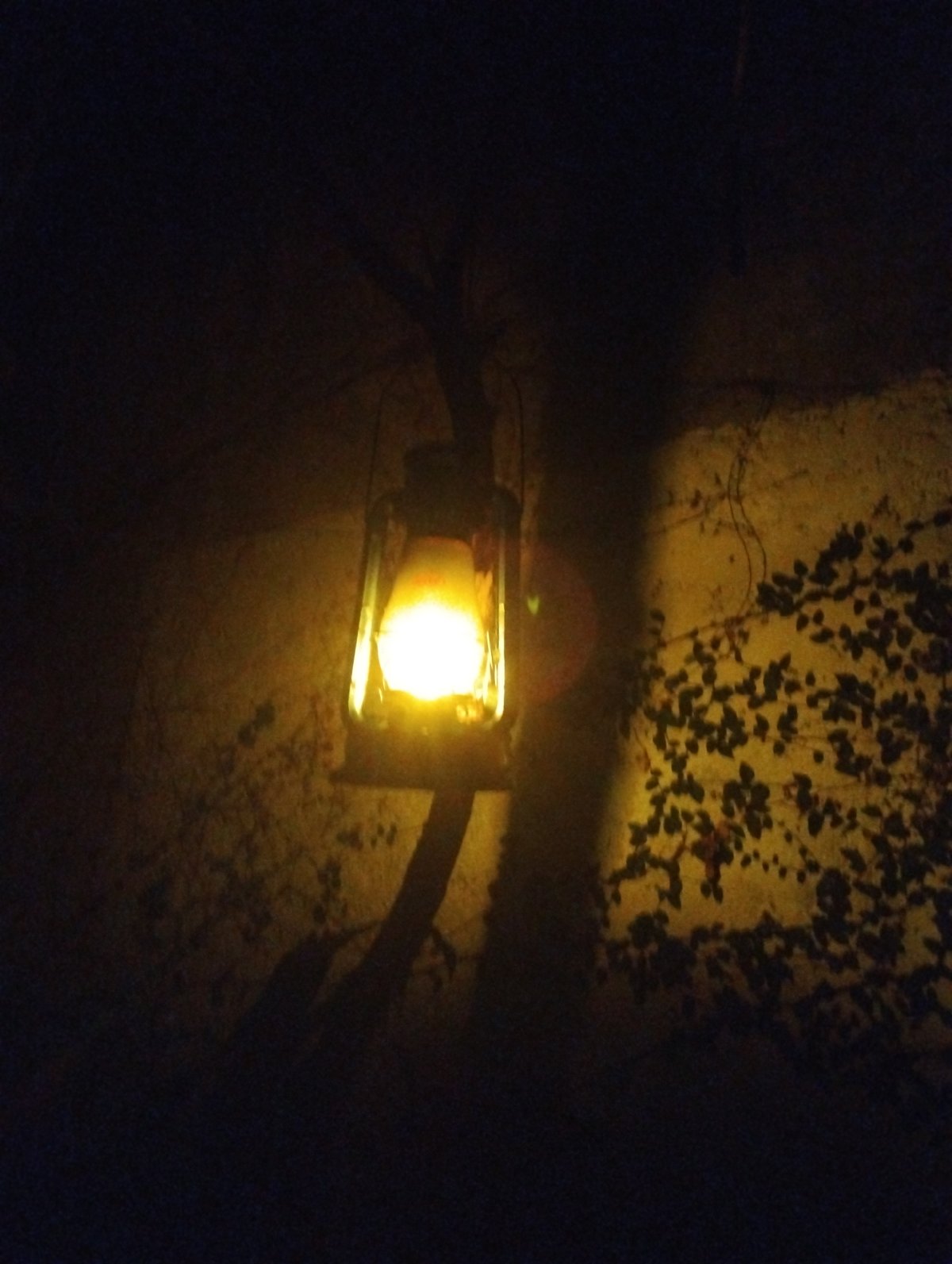 Nighttime lantern illuminates vine-covered wall in Tinaquillo, Venezuela