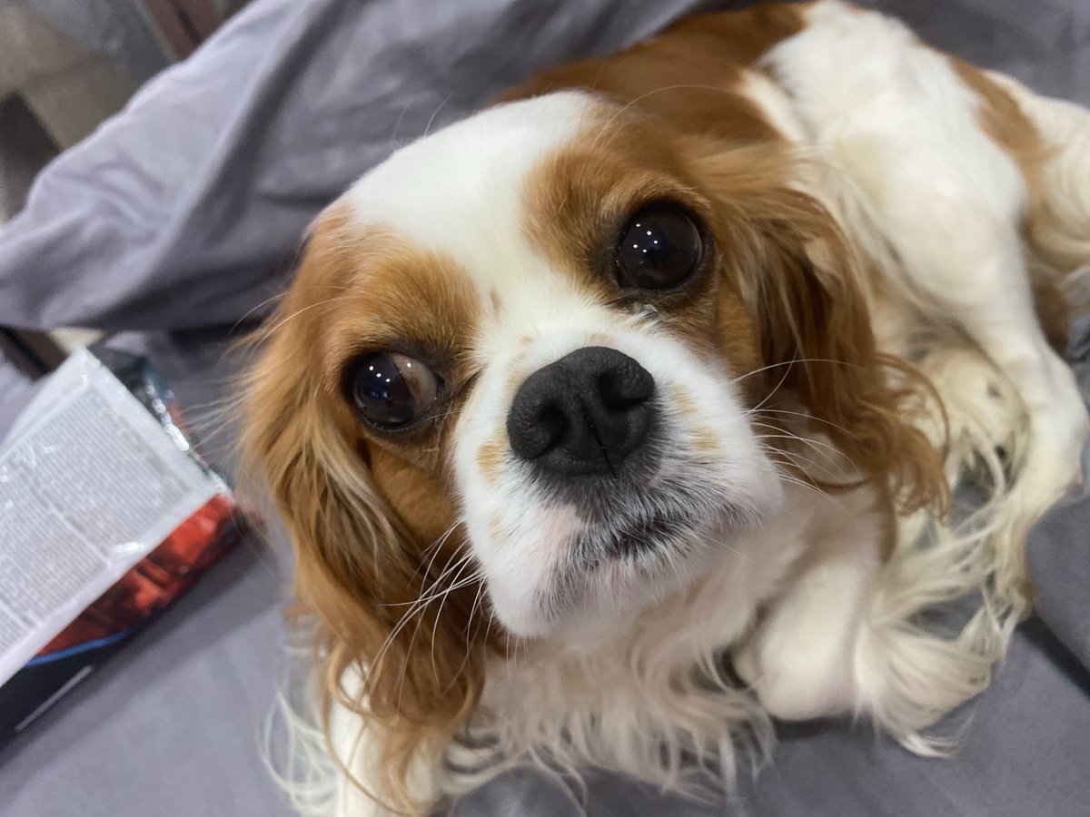 Pet owner documents quiet morning with spaniel and cat