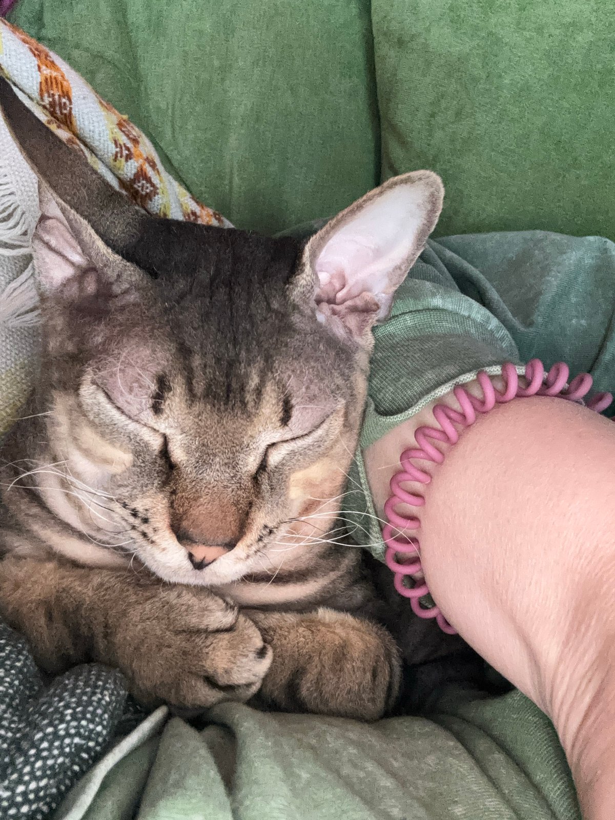 Cat naps in lap during quiet afternoon in Natukhayevskaya