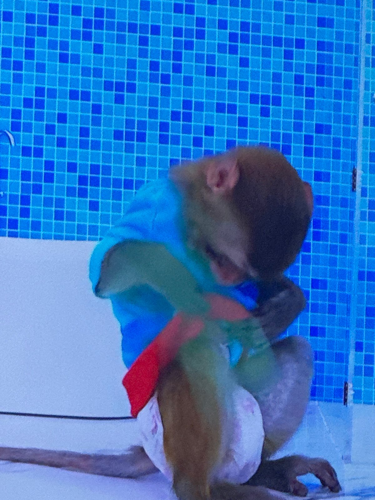 Clothed monkey swims in pool, budgerigars observed in cage