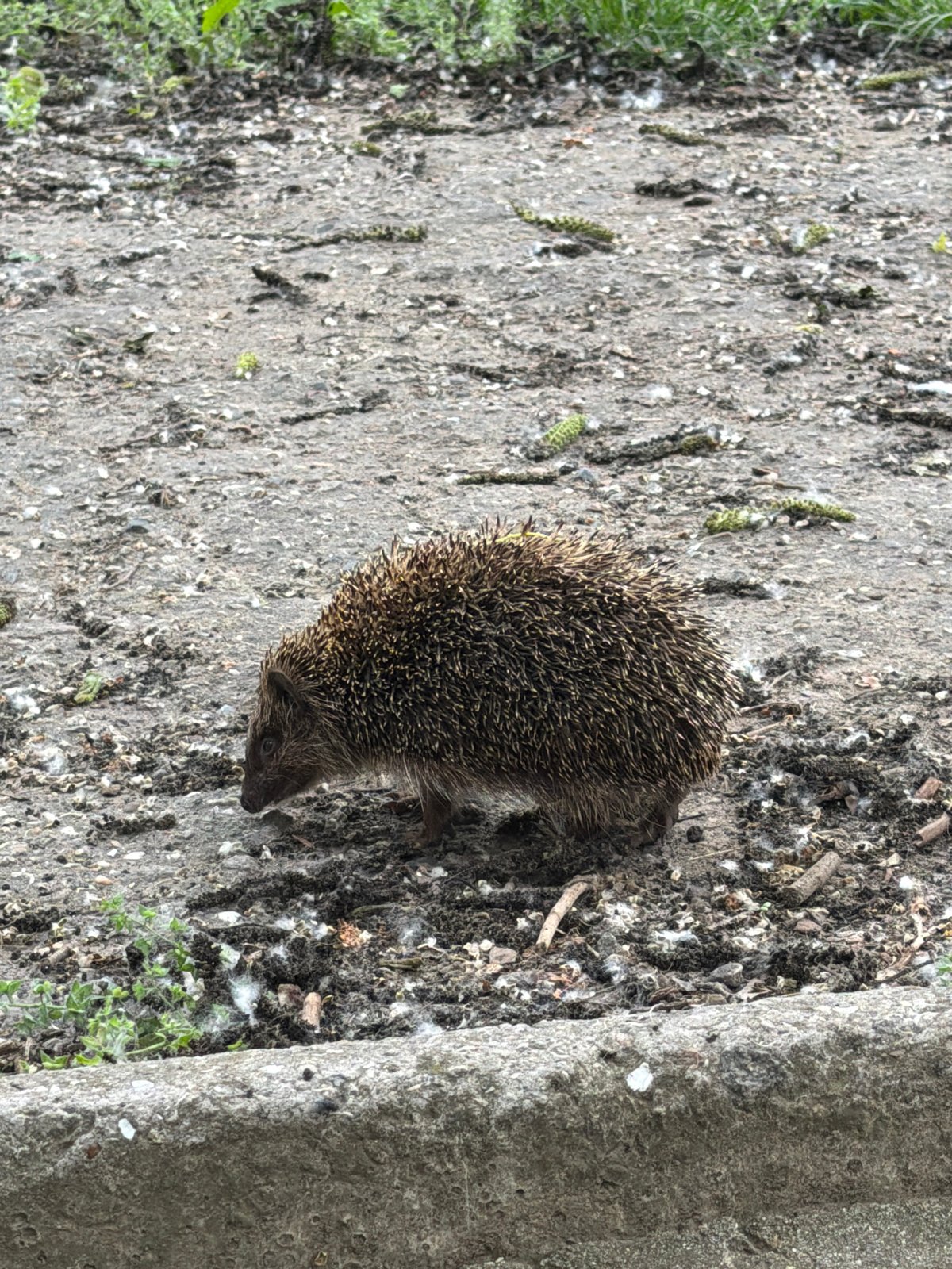 Urban wildlife and pets documented in city locations