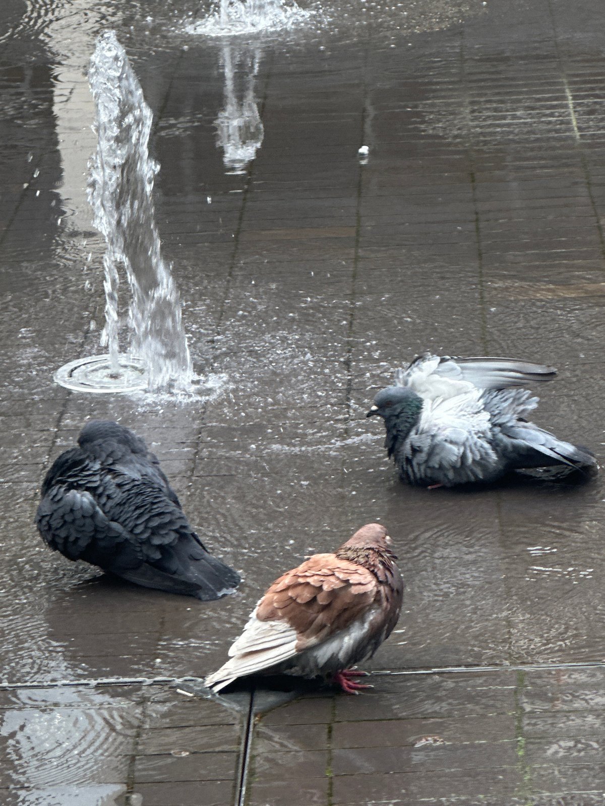 Person observes pigeons bathing in London fountain Saturday morning