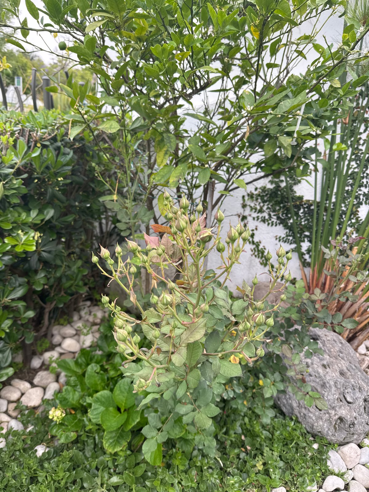 Late-night garden documentation captured in San Bernardino Tlaxcalancingo