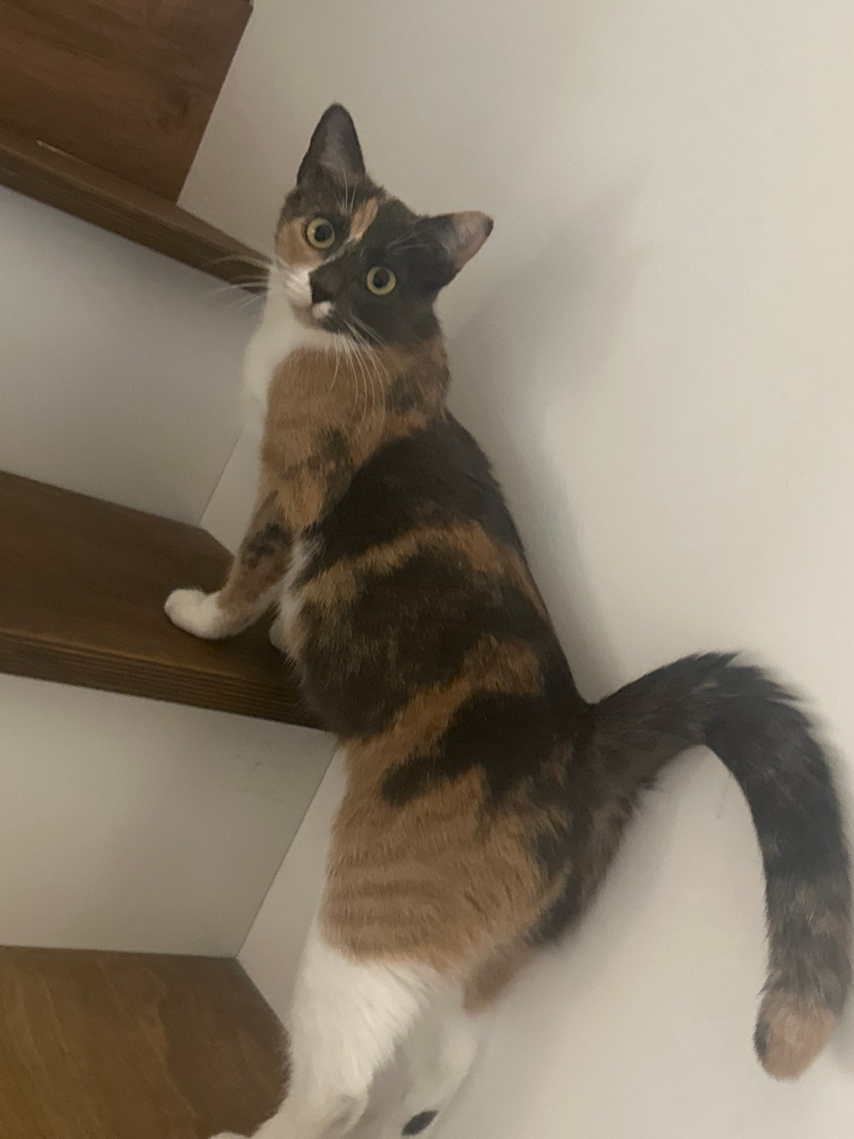 Quiet afternoon at home with a calico cat