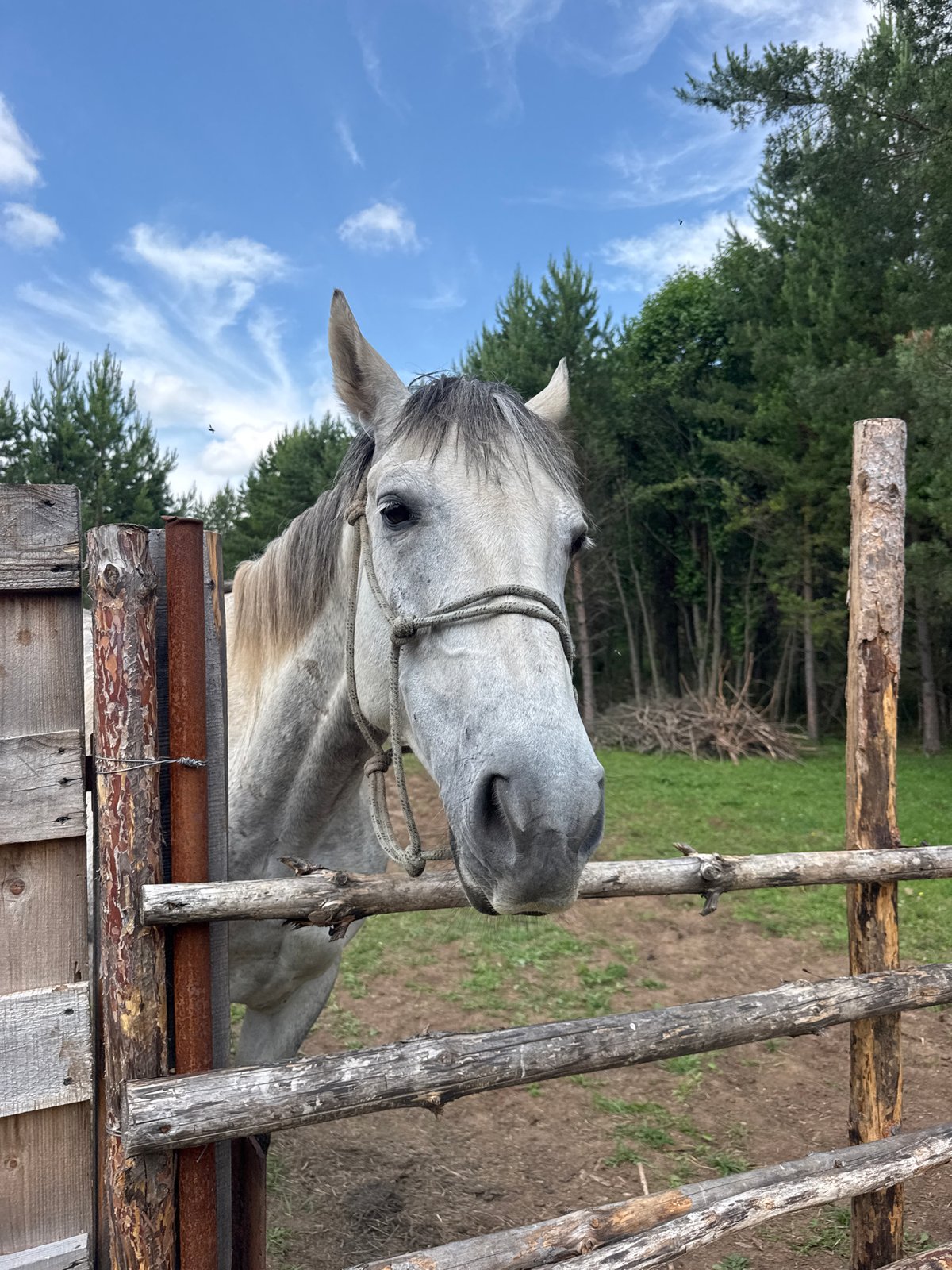 Farm animal encounters and rustic art in Гольяны