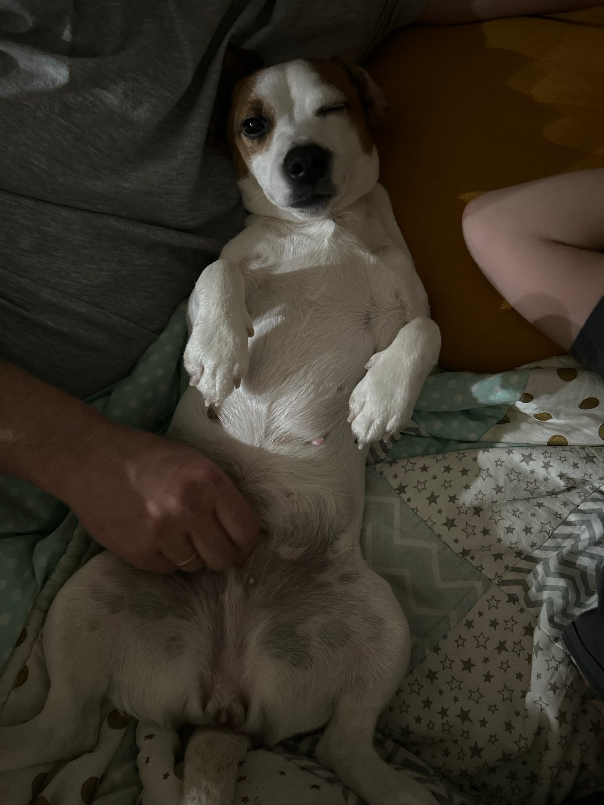 Pets photographed sleeping indoors in Chaikovsky, Russia