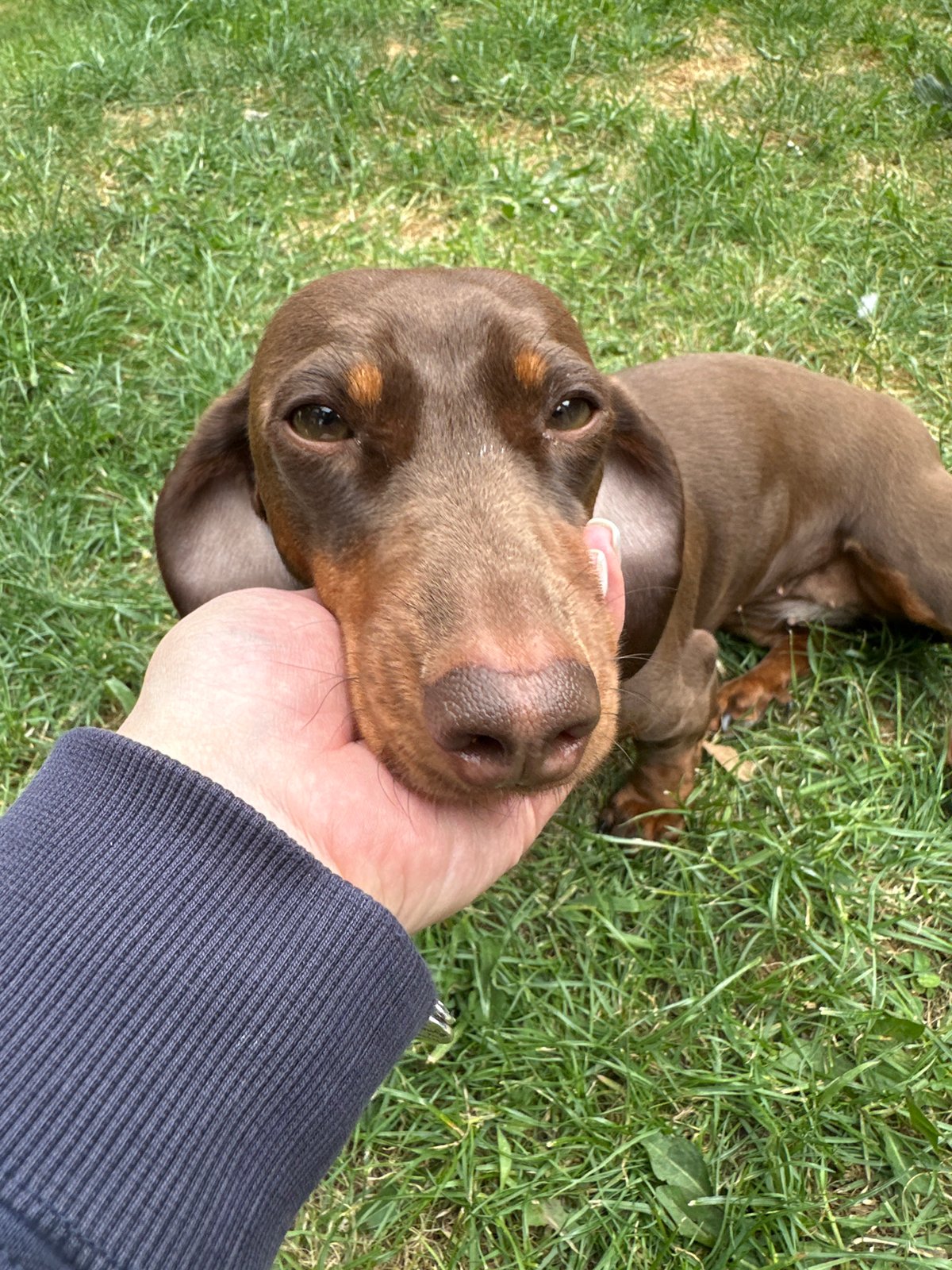Person enjoys afternoon with multiple dachshund dogs outdoors