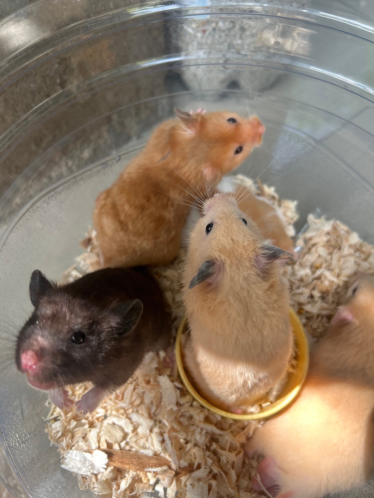 Hamsters handled and observed in Kuta Selatan early morning