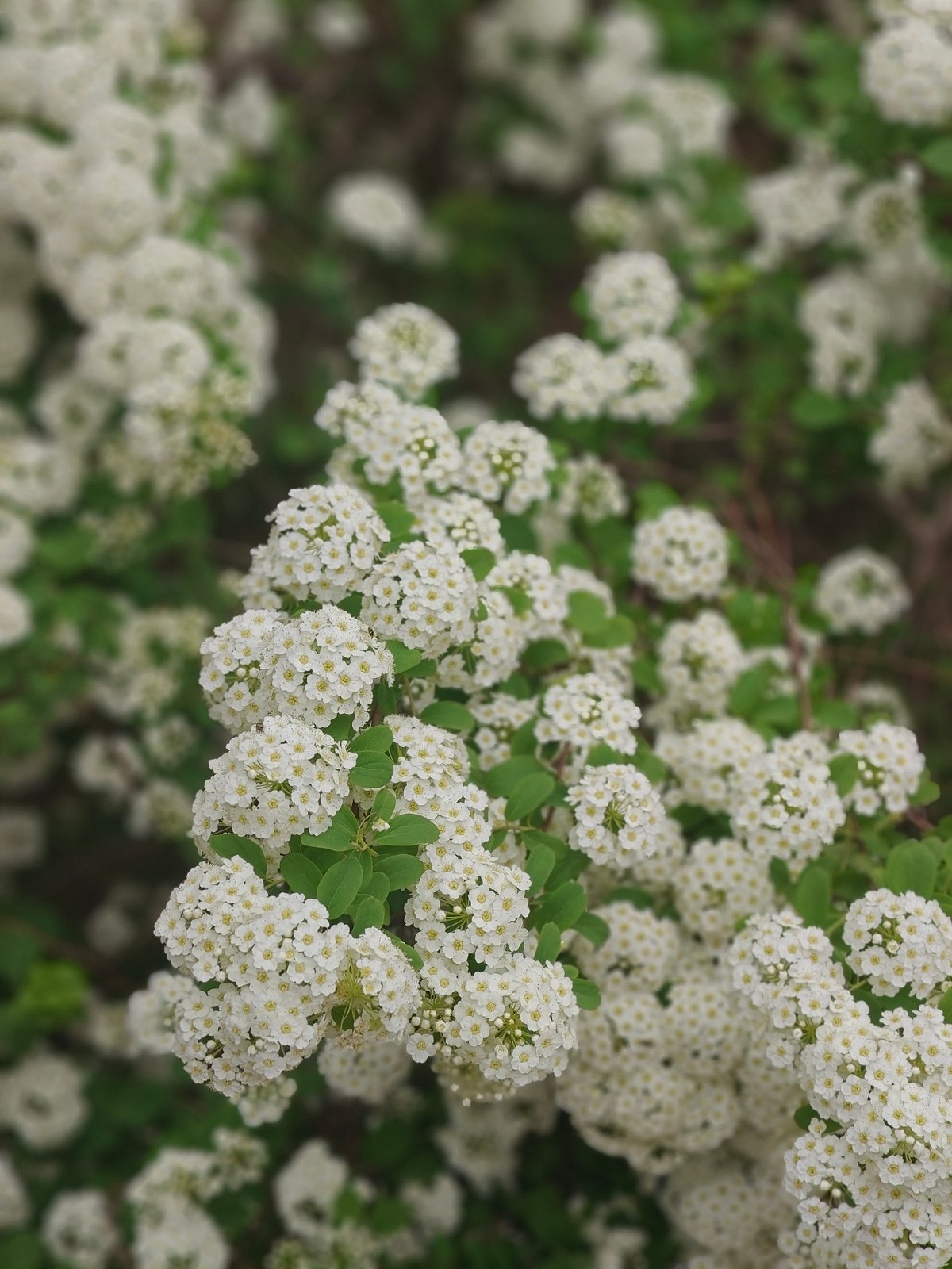 Spring afternoon captured in Hadiach: family life and blooming flowers