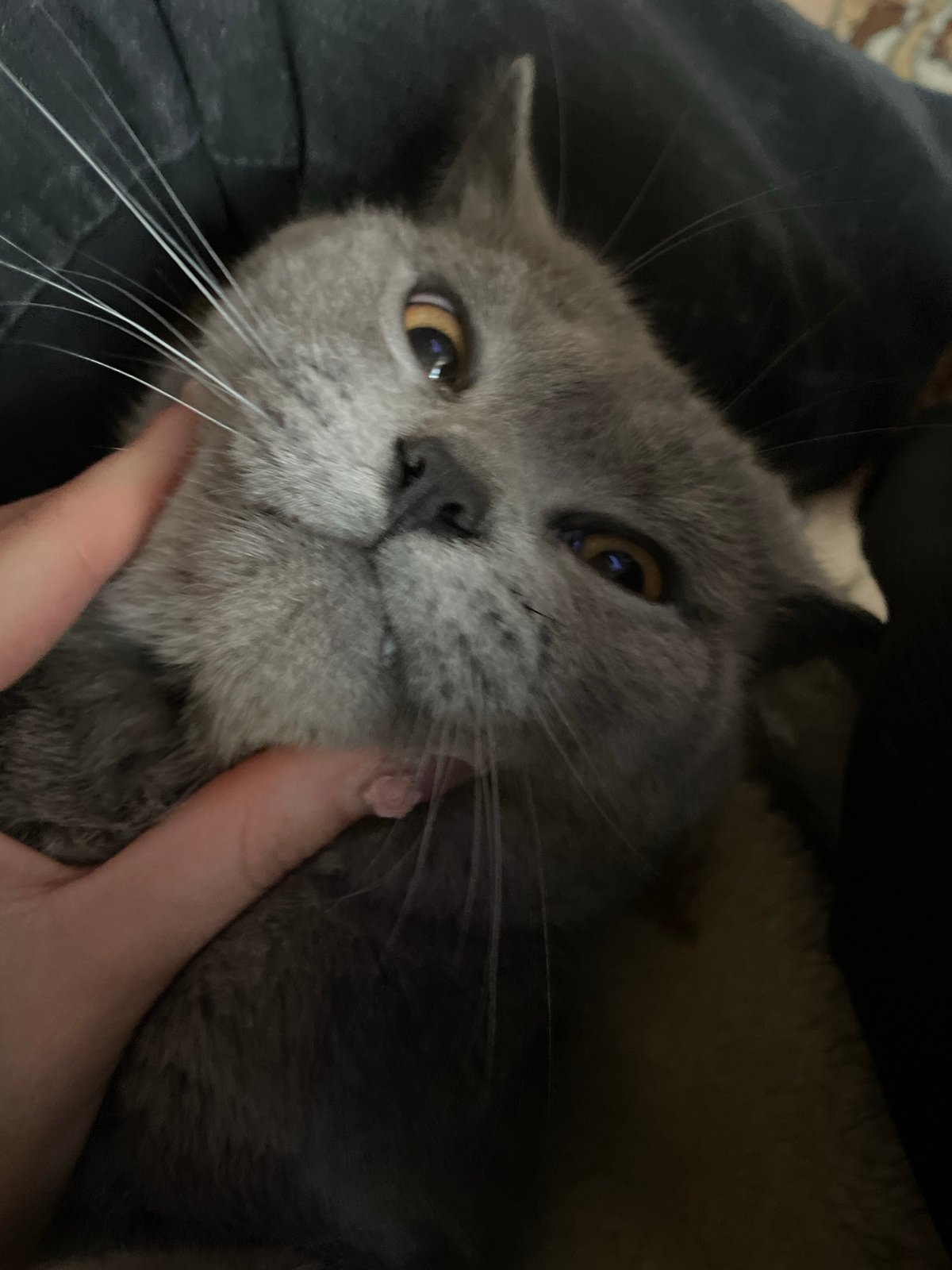Gray cat tenderly held in hands, Фоки Russia
