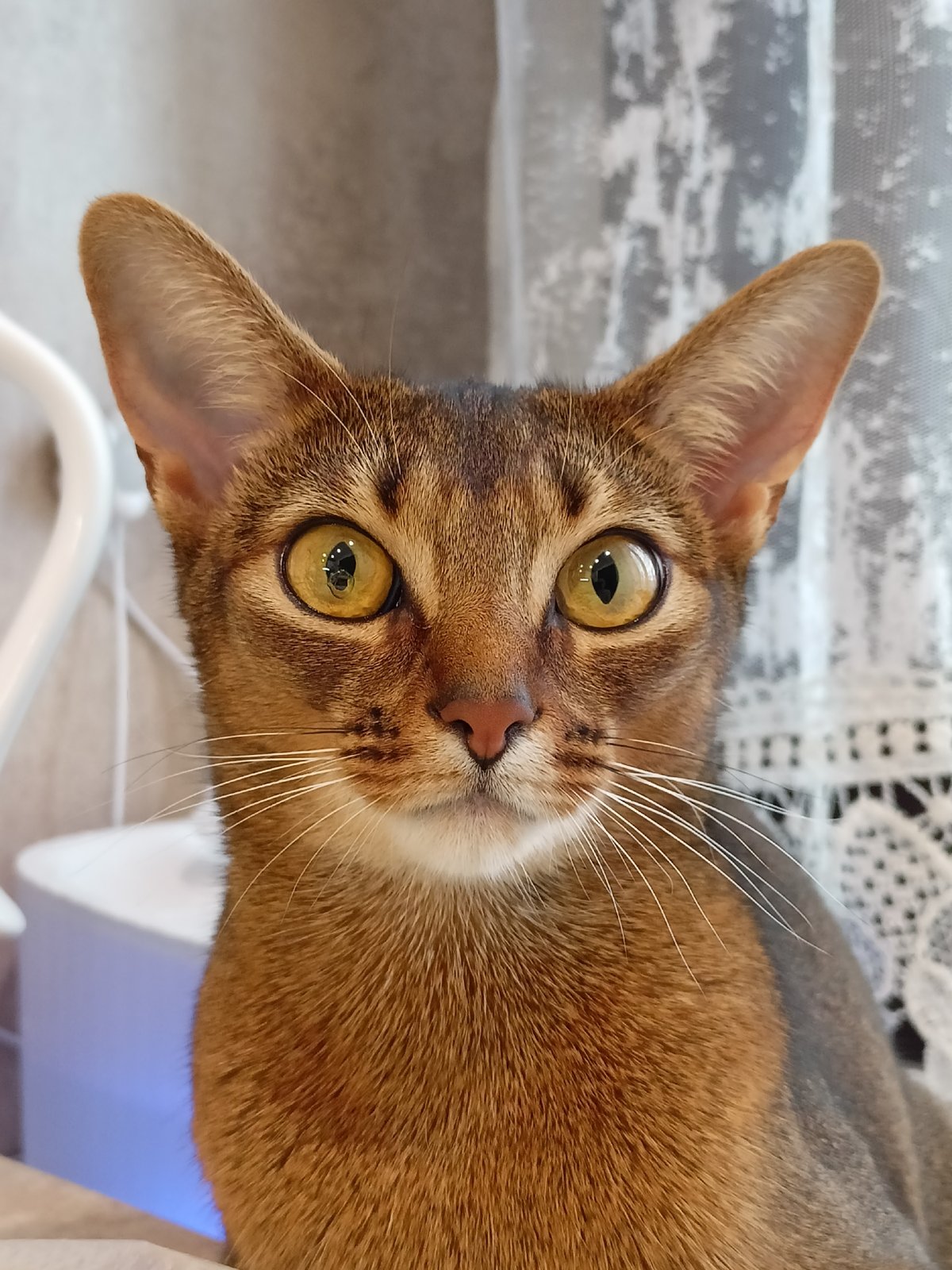Abyssinian cat at the window, Volgodonsk