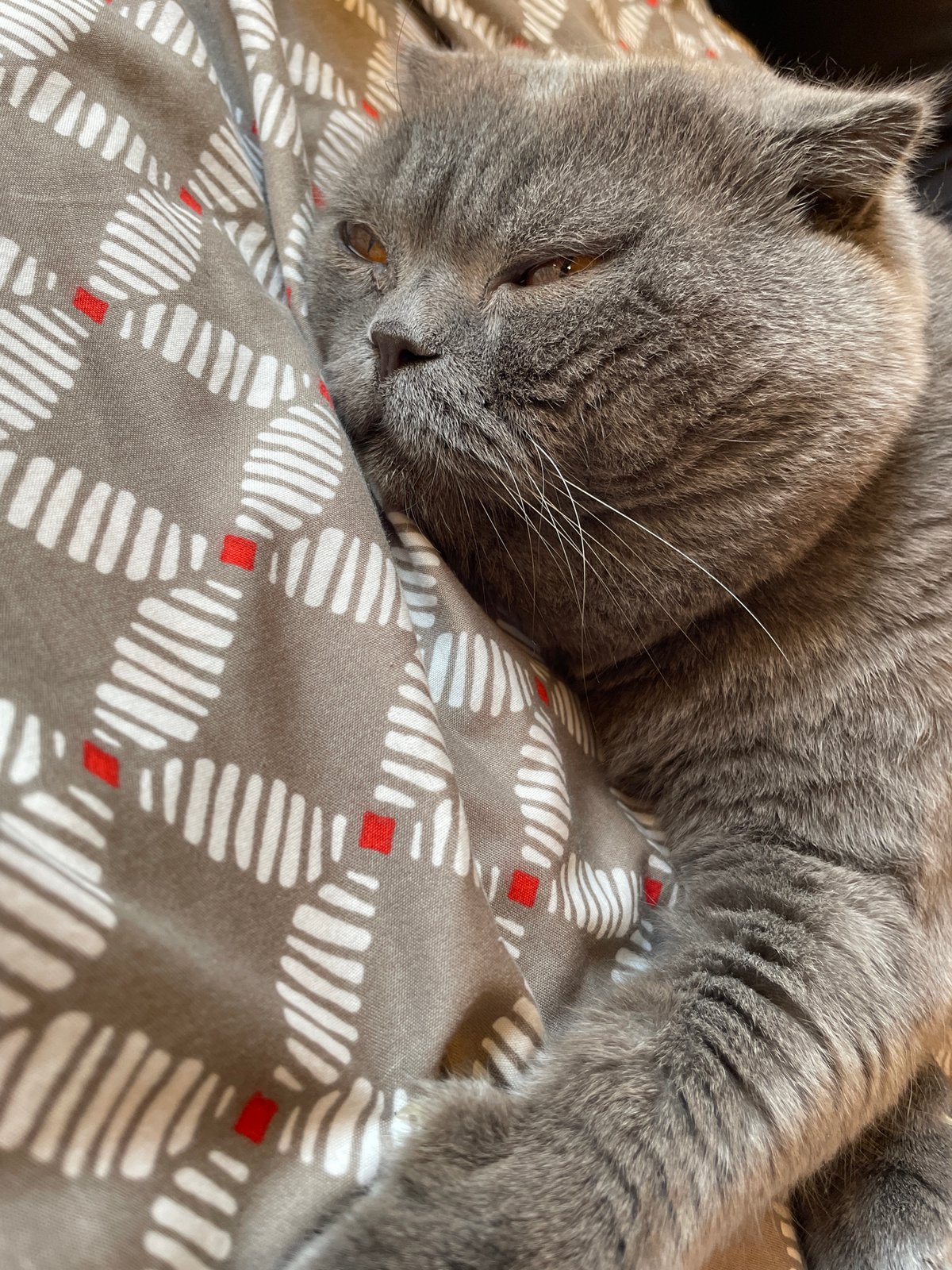 Gray Scottish Fold cat enjoys gentle petting on patterned bedspread