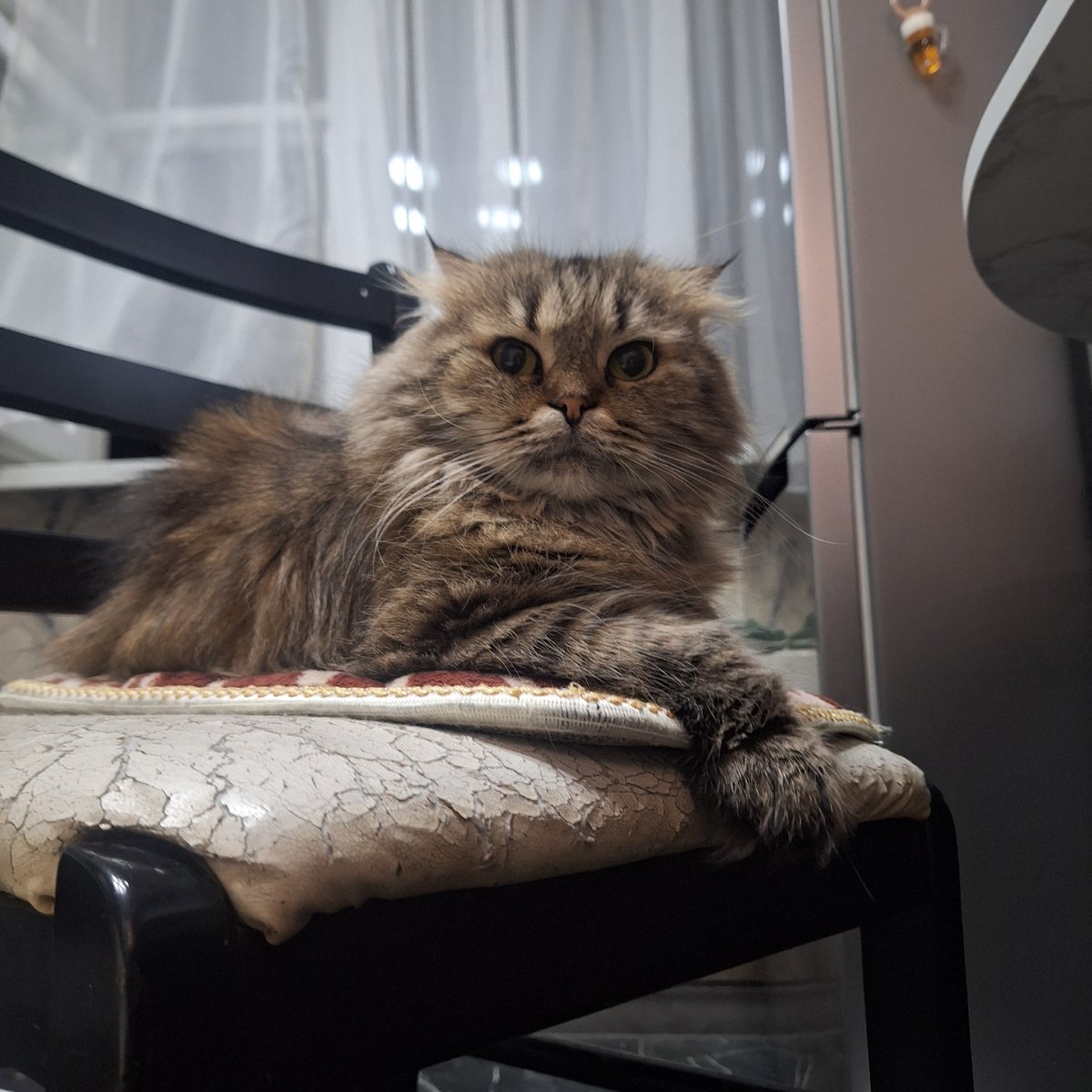 Fluffy cat spotted on worn chair in Moscow