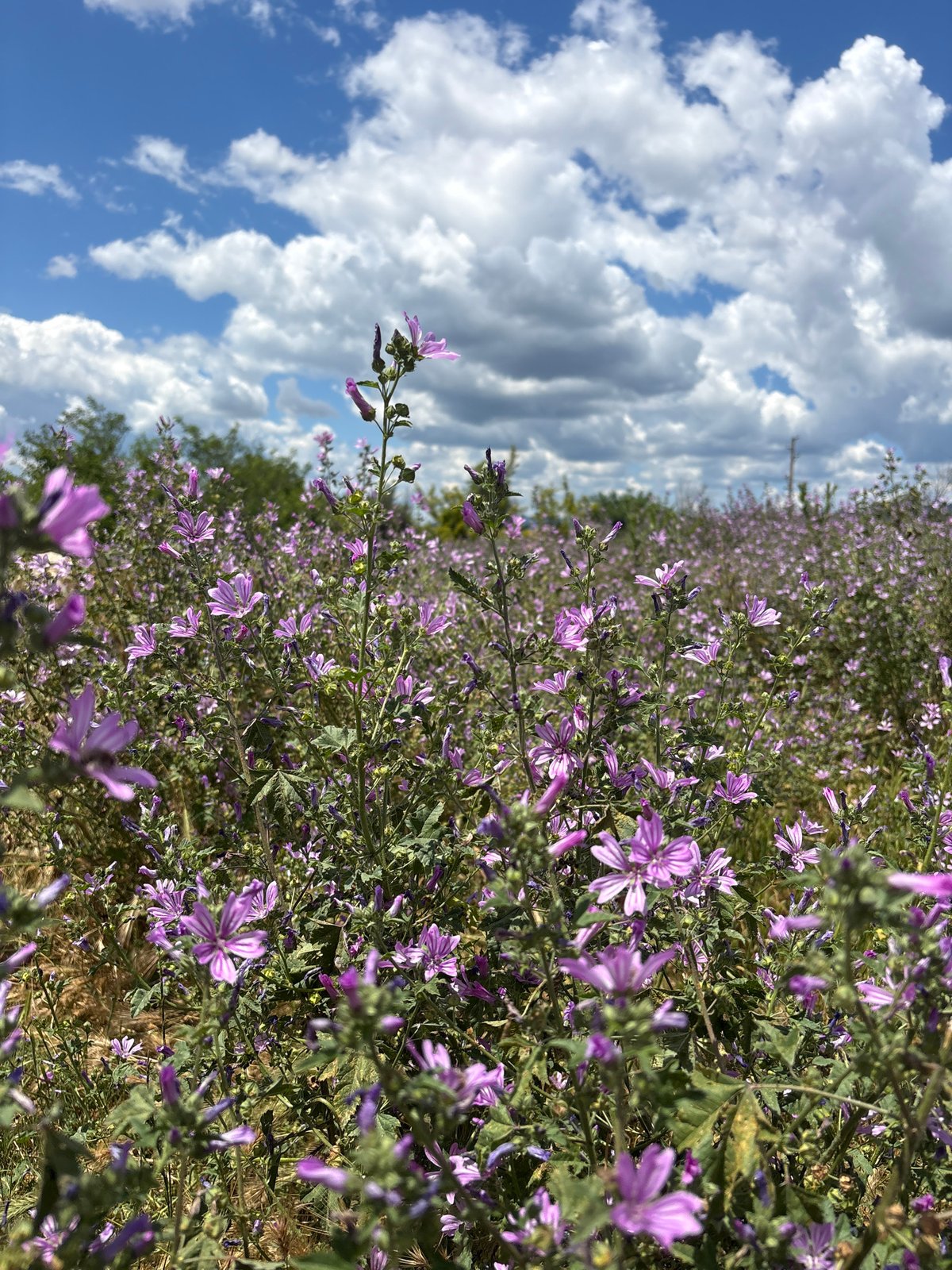 Purple wildflower field blooms in Gyulyovtsa, Bulgaria