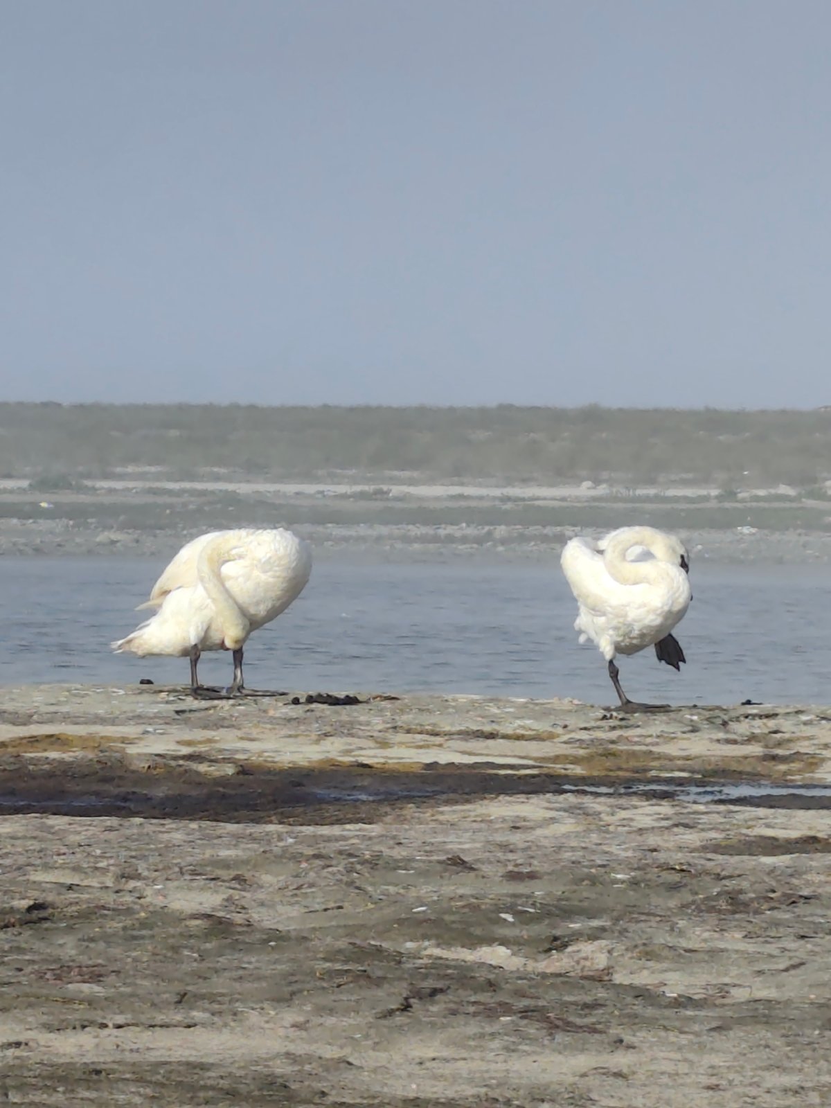 Two swans on a foggy Kazakh lakeshore, preening and swimming