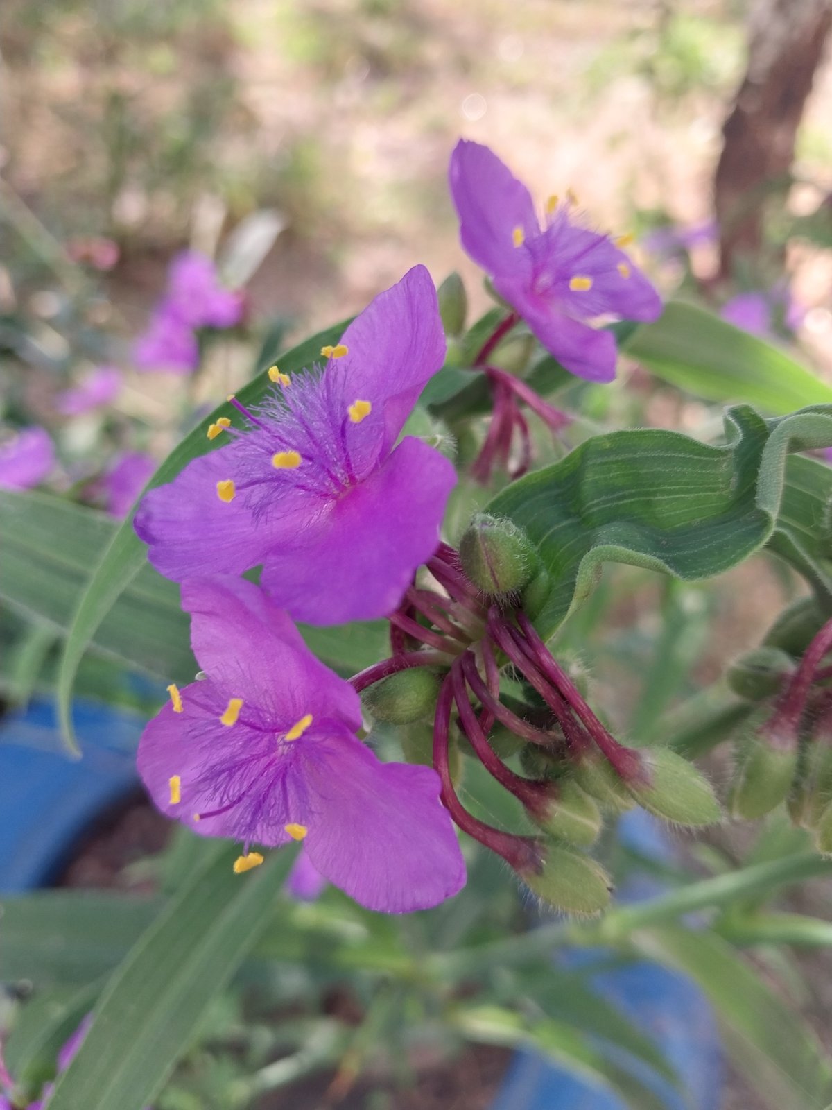 Summer morning in a Dnipro neighborhood: flowers, parks, and streets