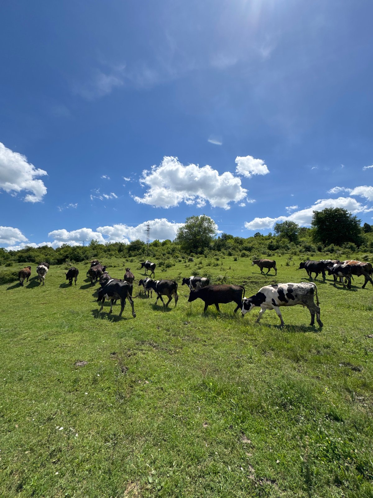 Dirt biker documents grazing cattle in Bulgarian countryside