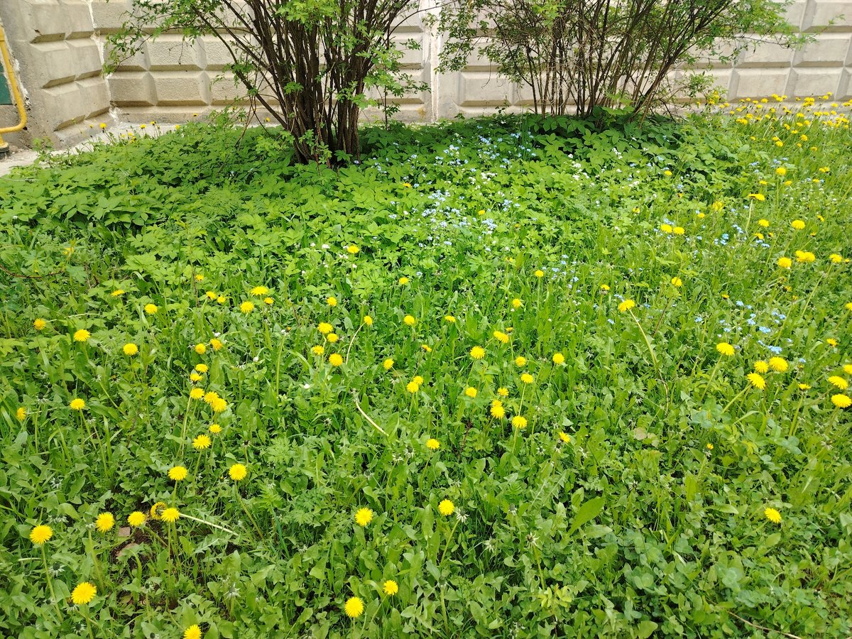 Urban gardening and dumpling cooking documented in morning observations