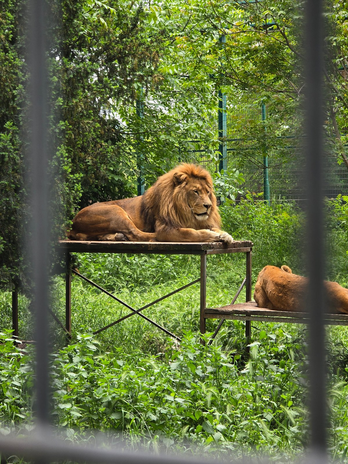 Zoo animals observed during morning hours at unknown facility