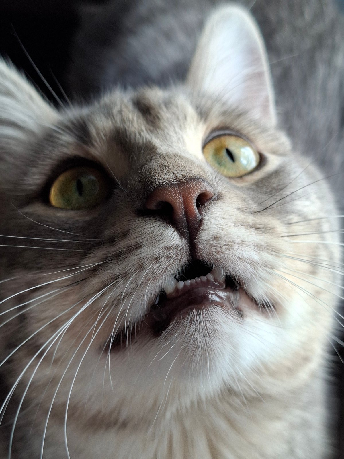 Cat photographed lounging at window in Novi Sad