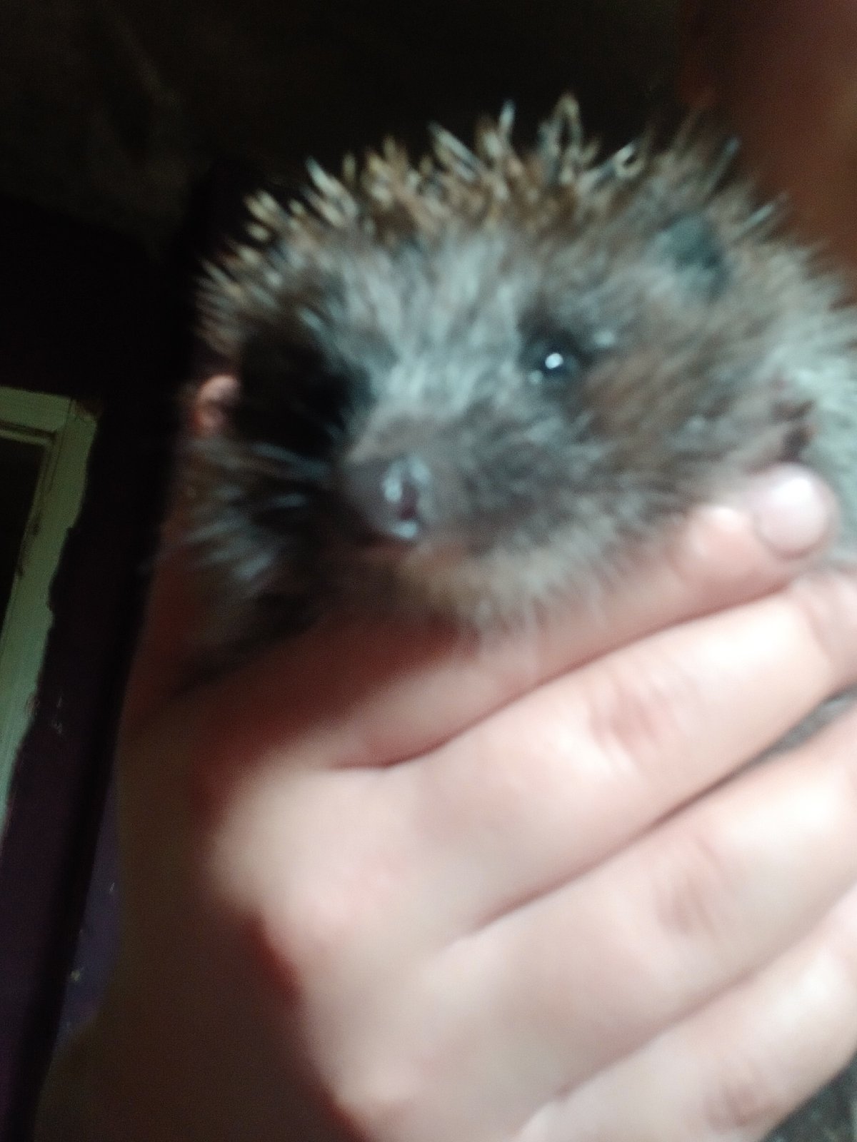 Hedgehogs feeding and being handled at home