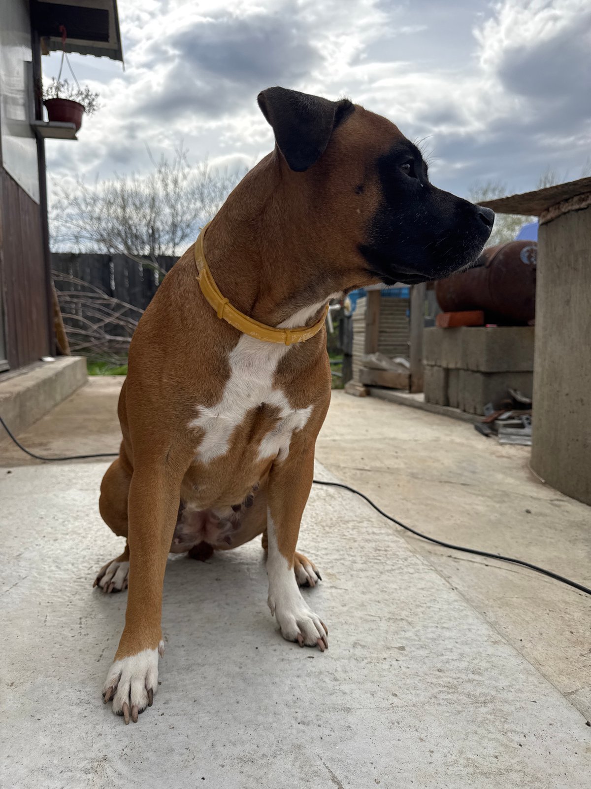 Boxer dog and spring garden documented in Chaikovsky, Russia