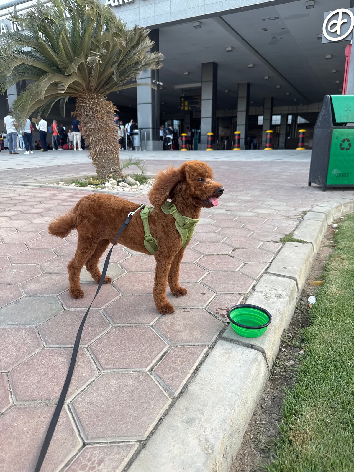 Brown poodle spotted on brick sidewalk with water bowl