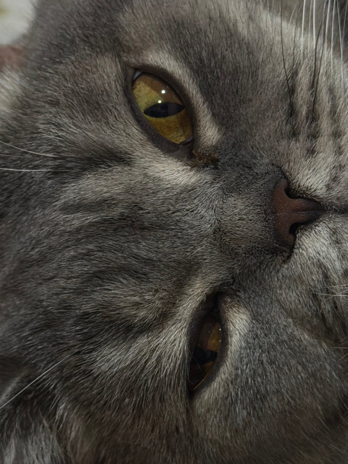 Gray cat photographed resting on patterned bedding in Perm