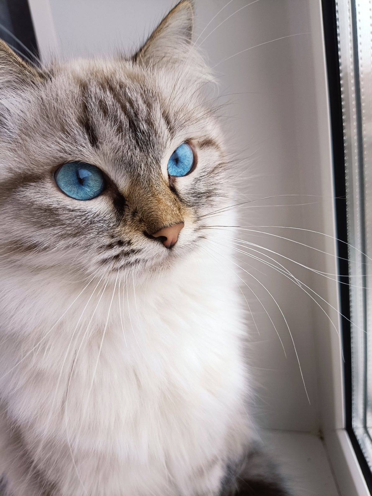 Cat and woman photographed in close-up shots within seconds