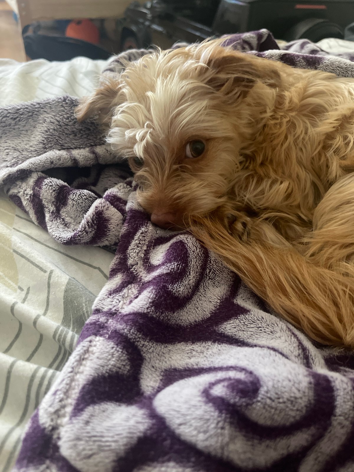 Dog napping on a blanket, unusual circular device nearby
