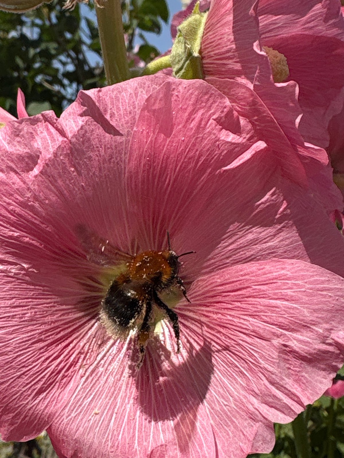 Hollyhocks, bees, and a shopping run in Chaikovsky