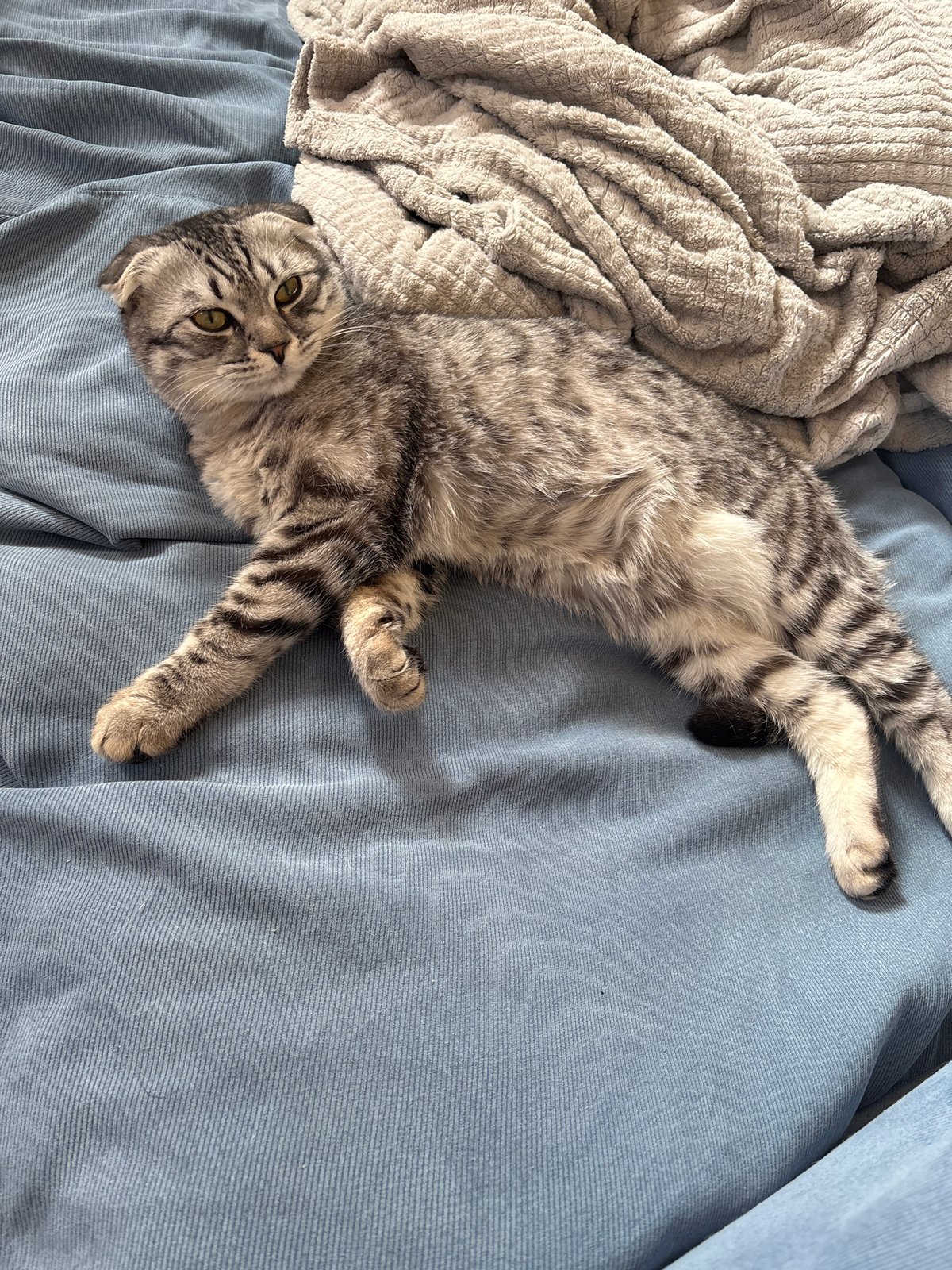 Cat photos and casual moments captured in Perm, Russia