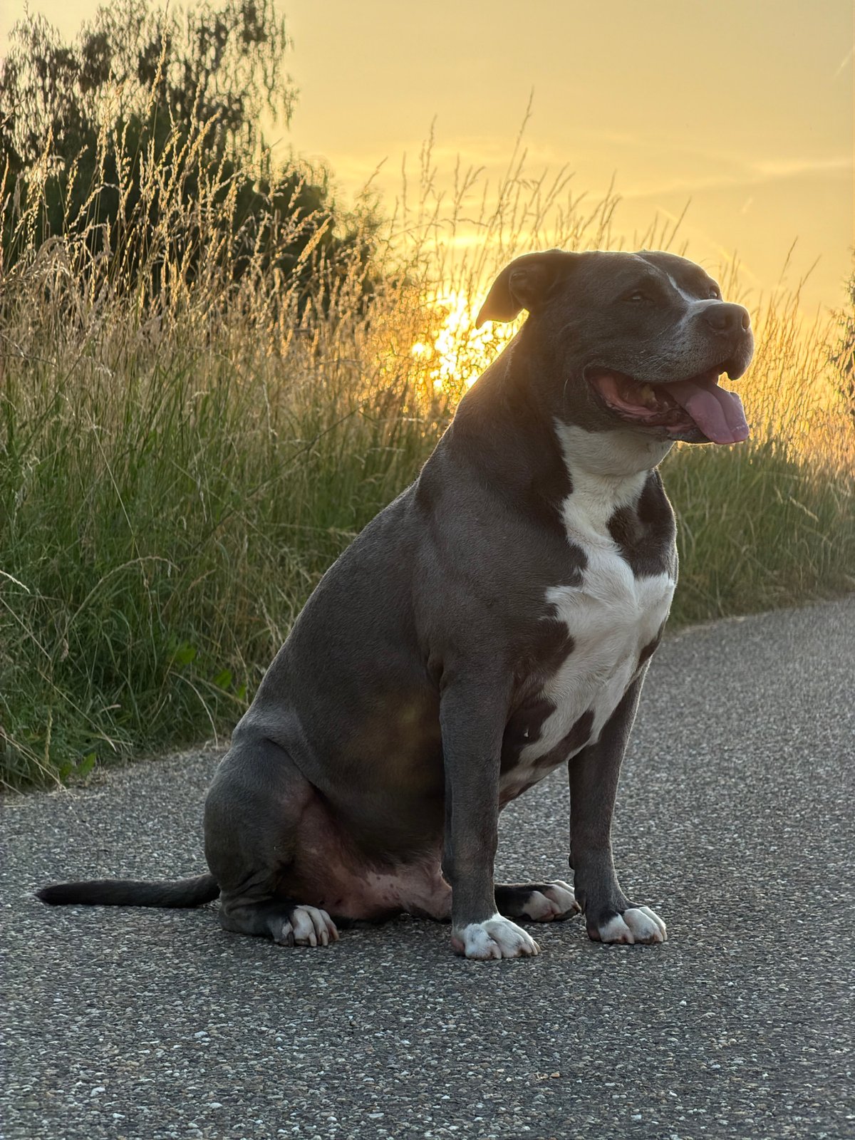 Summer solstice evening walk through Junglinster's rural outskirts