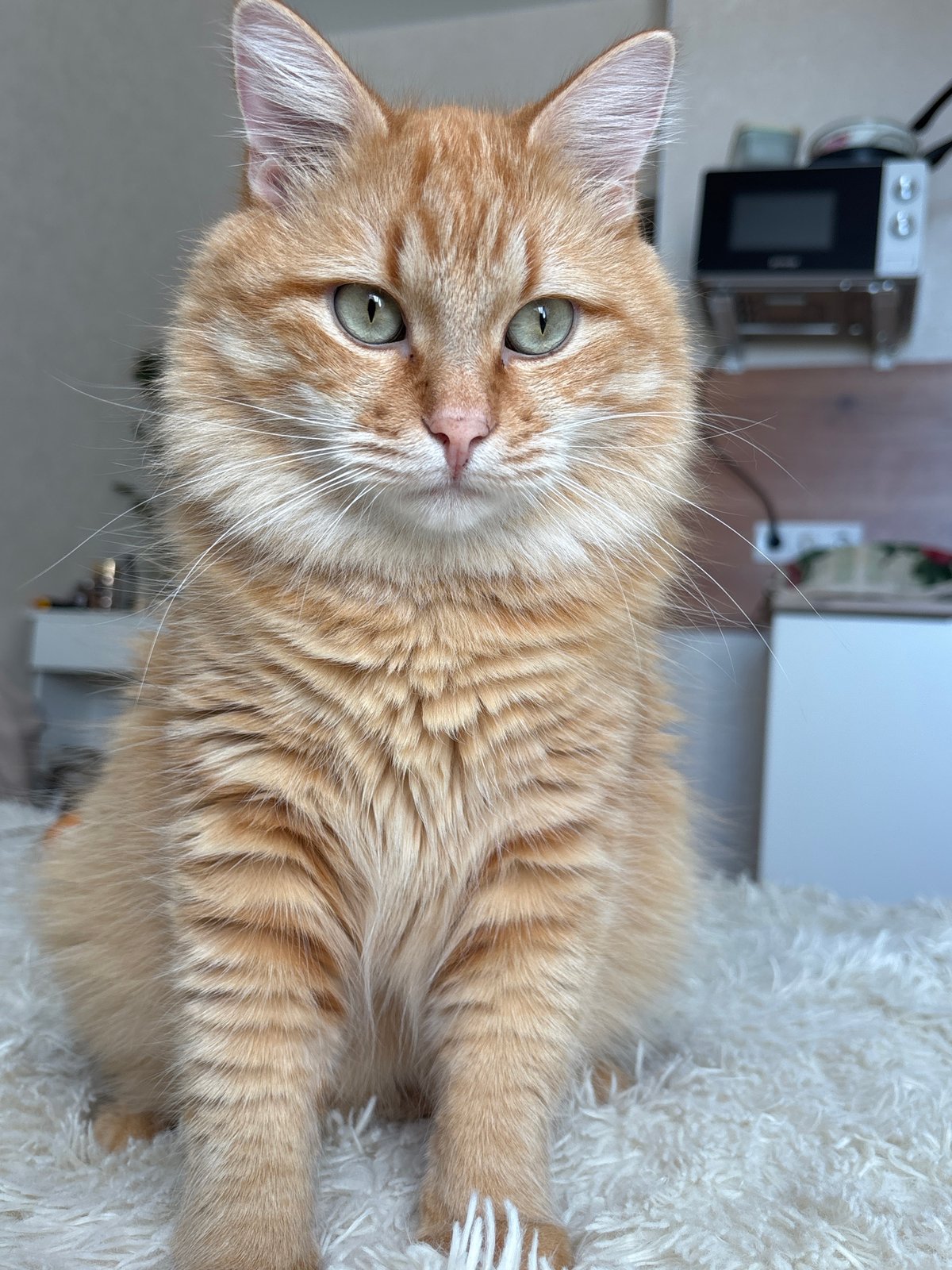 Orange tabby cat with striking green eyes, Krasnodar