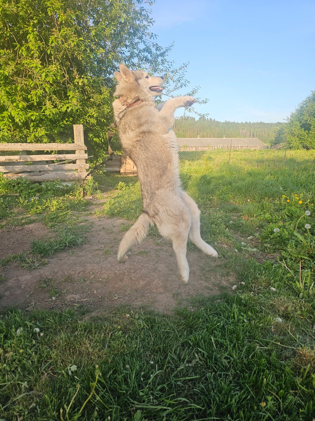 Spring day rural life documented in Kalinovka village