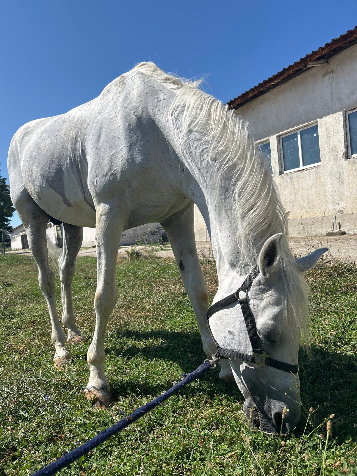 White horse grazing outside a weathered stable in Stara Zagora