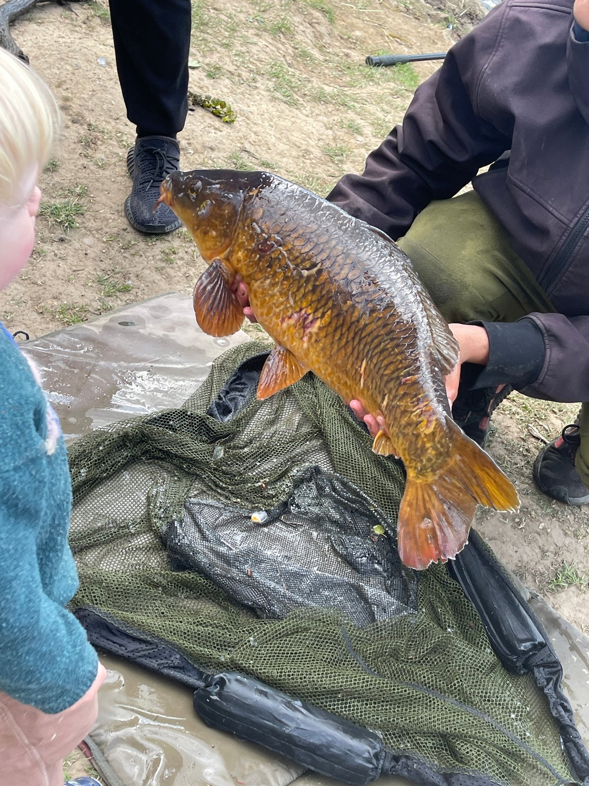 Angler catches carp at Mote Park on sunny afternoon