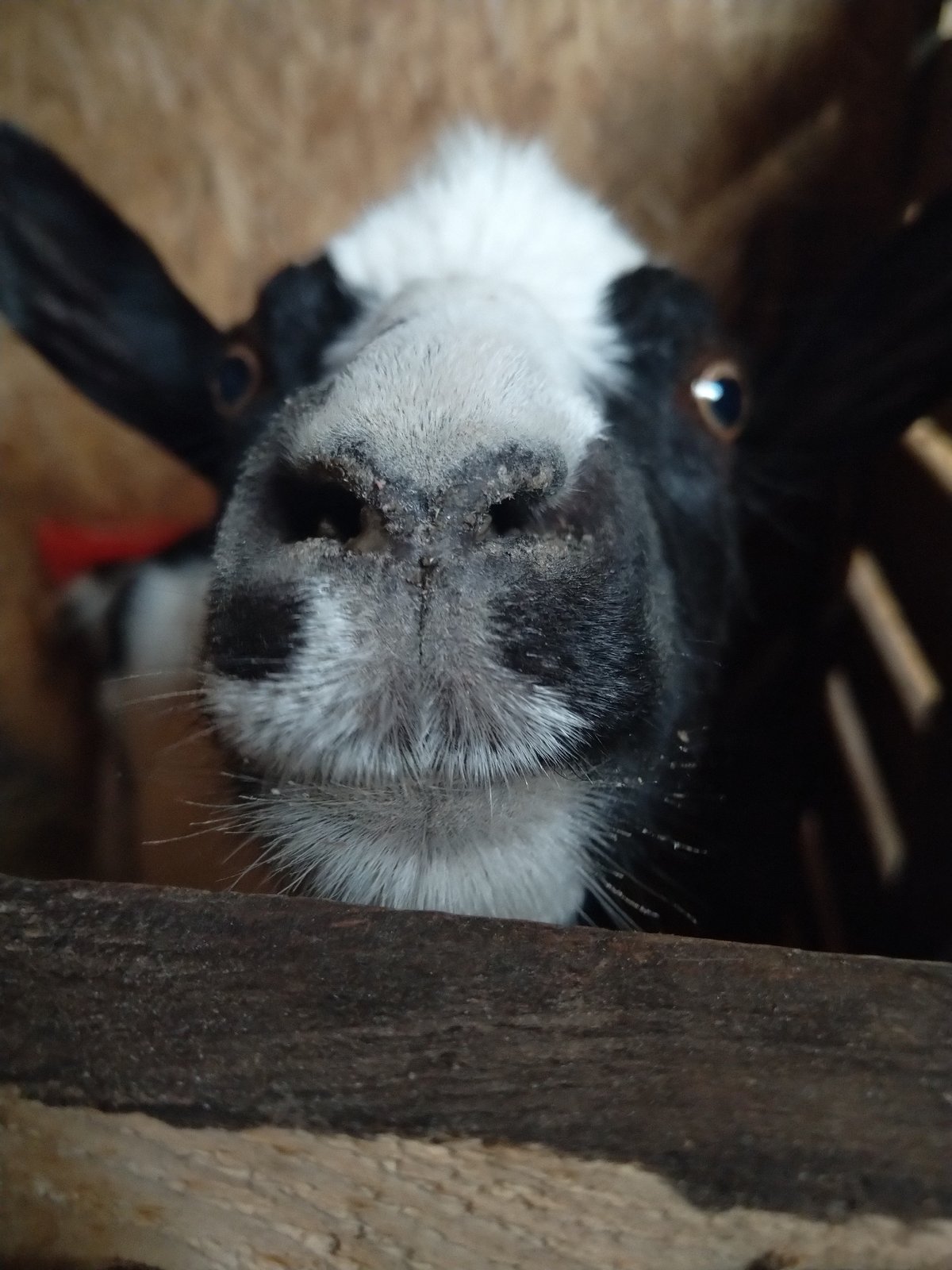 Up close with a group of goats in a barn pen