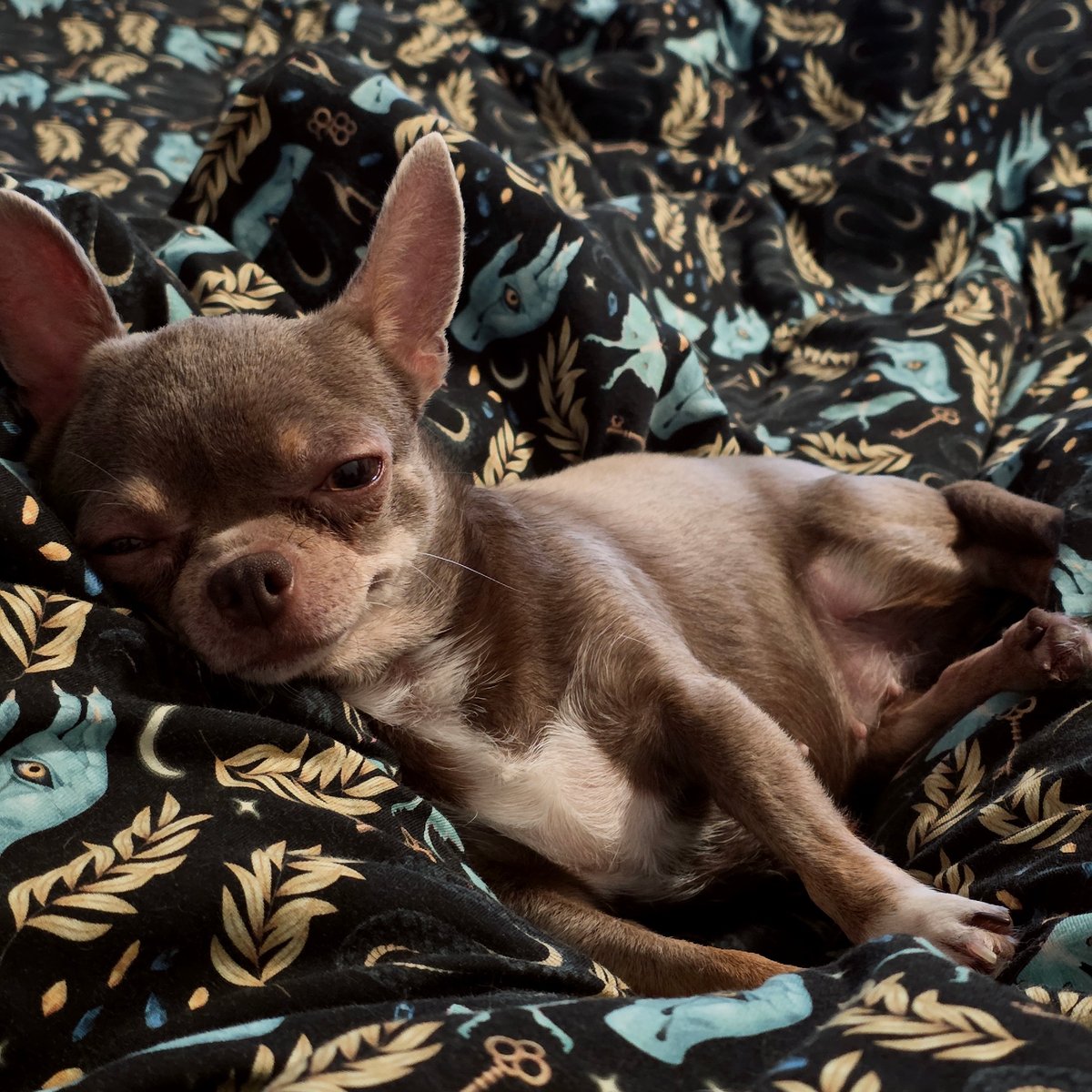 Quiet afternoon with Chihuahuas documented in Saint Petersburg apartment