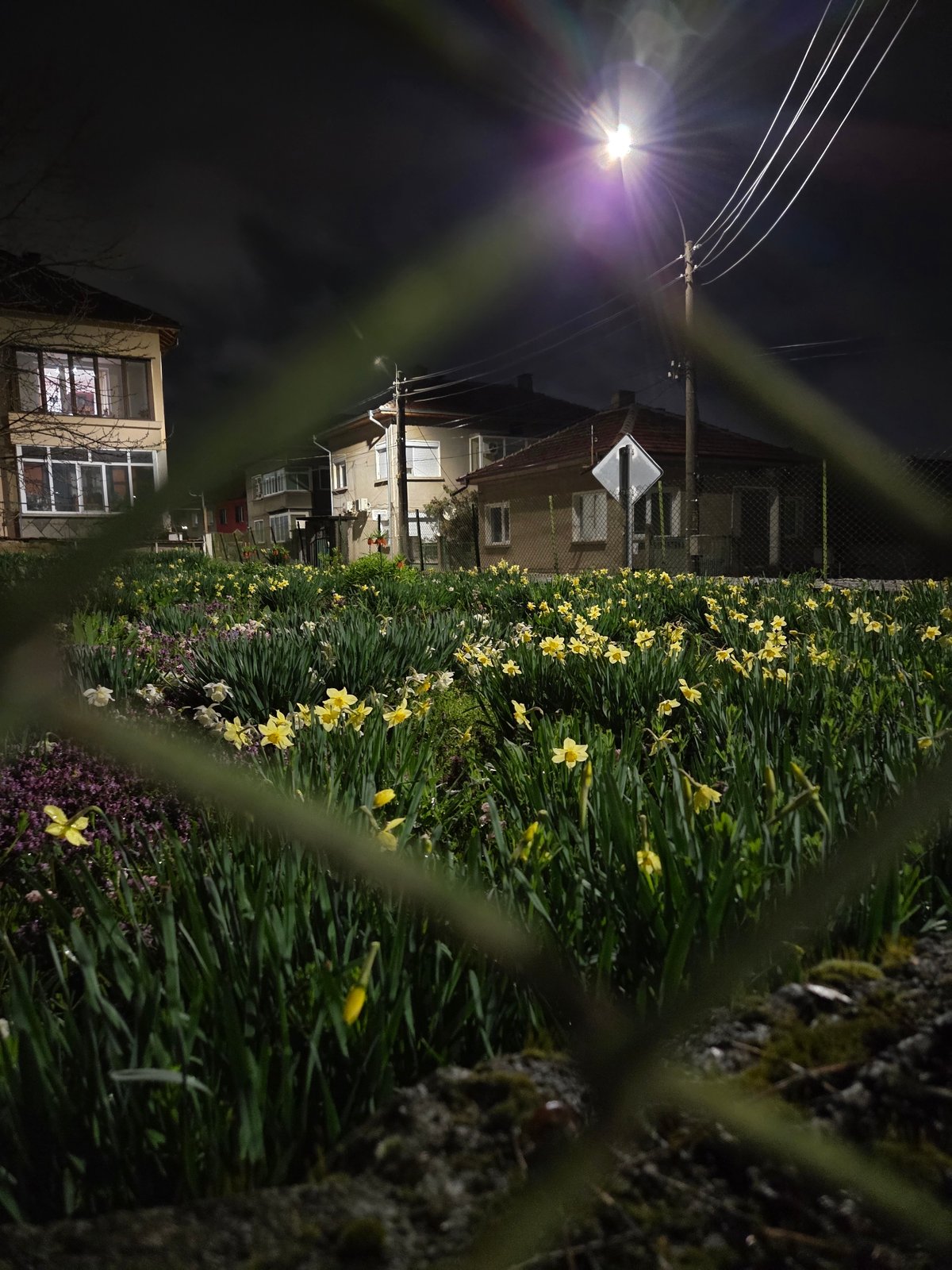 Spring flowers and vending machine captured in Pleven evening