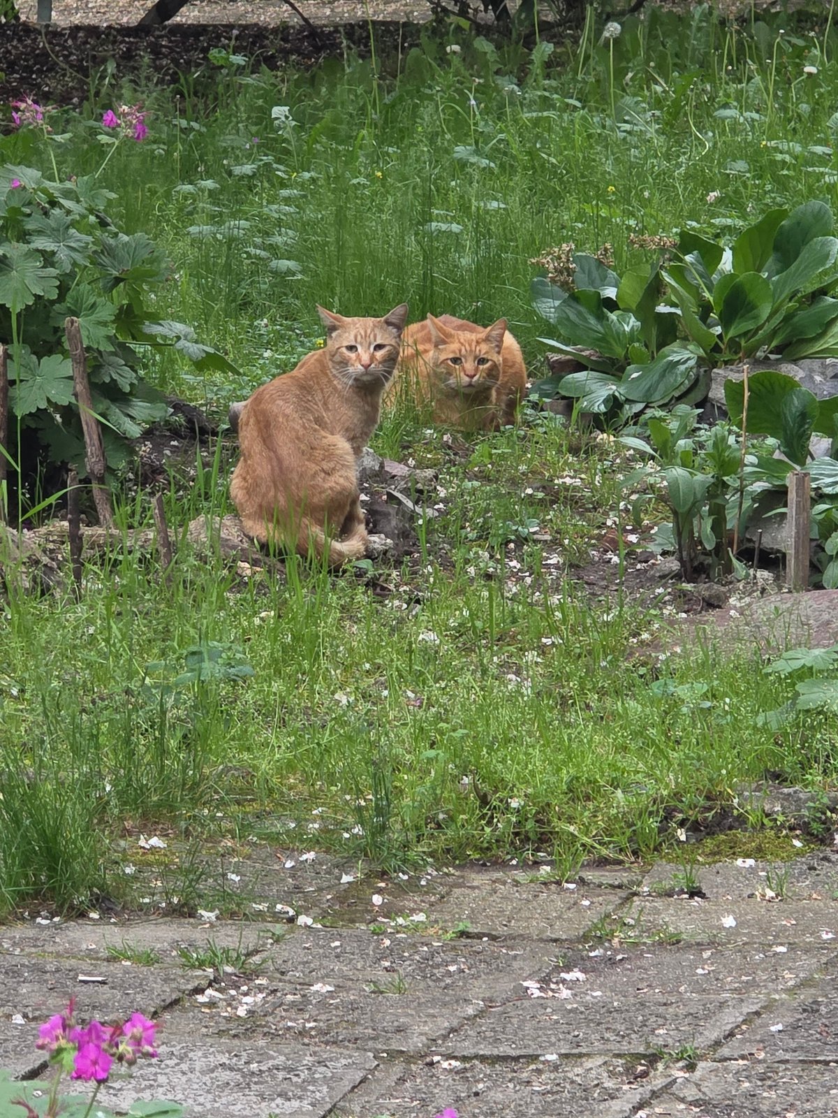 Two ginger cats spotted in Sofia garden