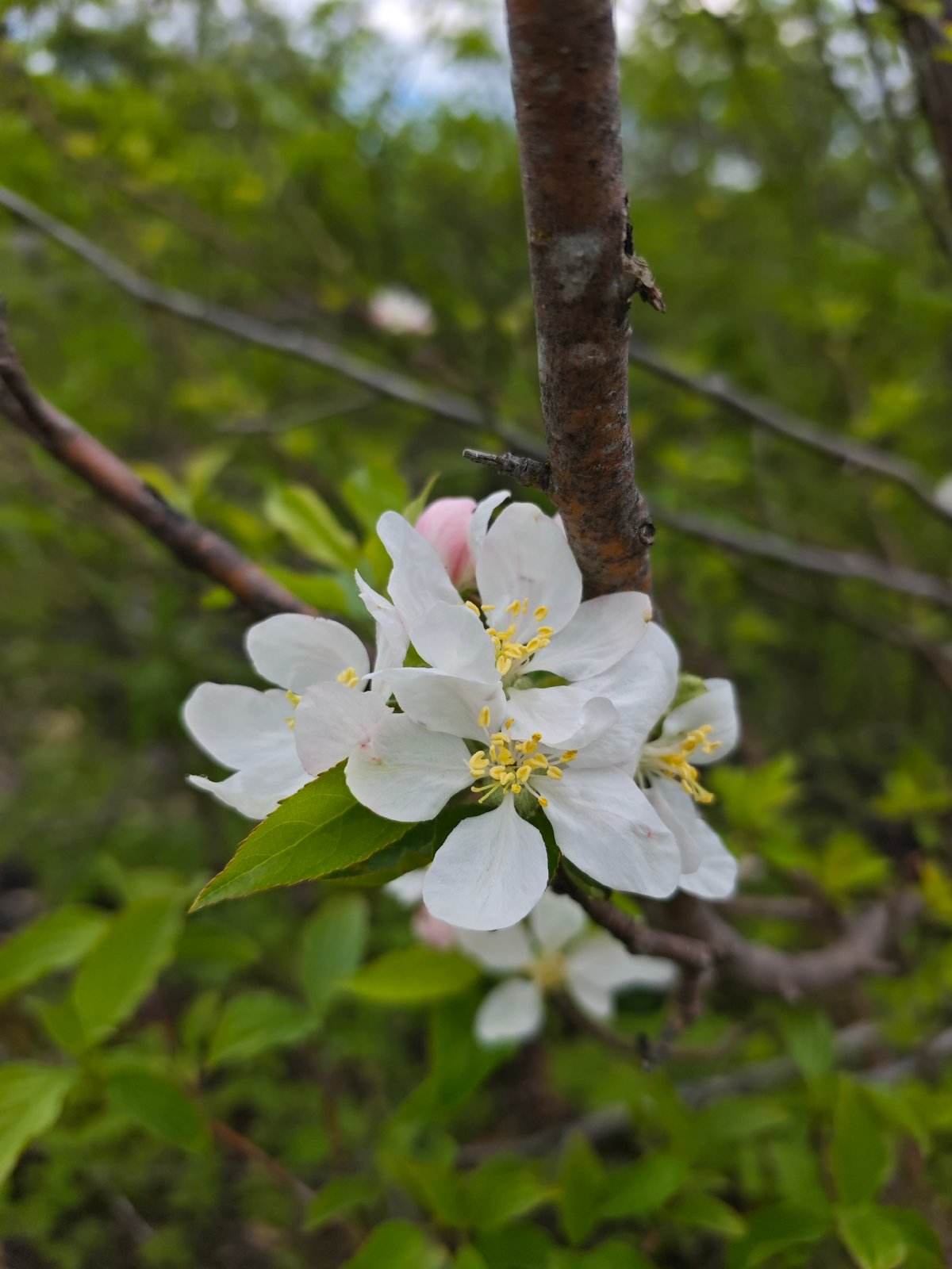 Spring flowers and trees documented in Pyatigorsk park