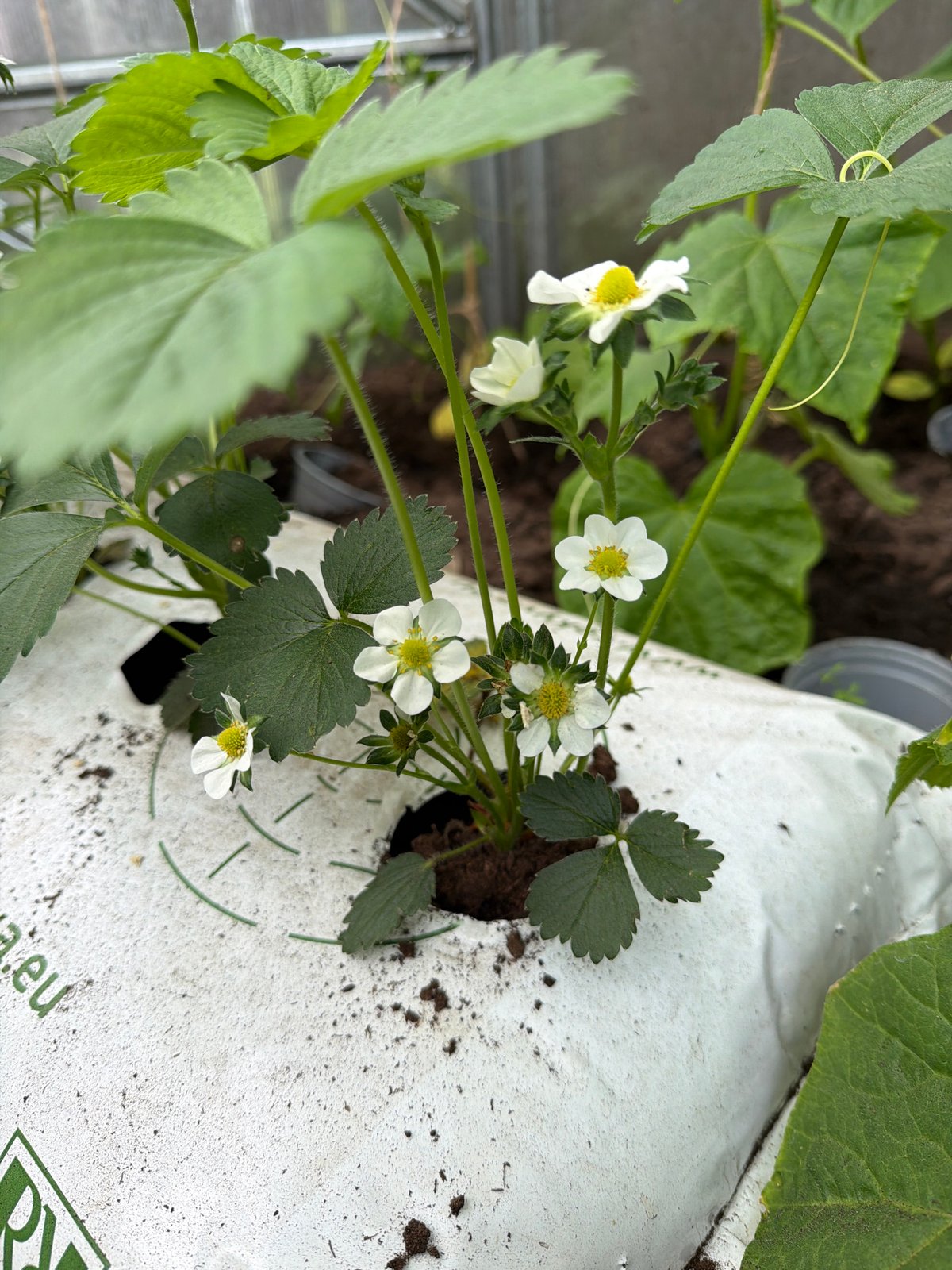 Morning garden-to-table routine documented in Baloži, Latvia