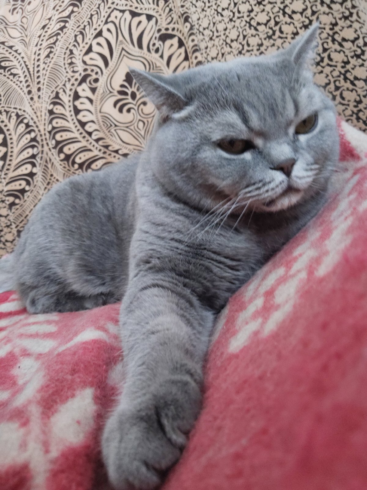 British Shorthair cat photographed resting on patterned blanket indoors