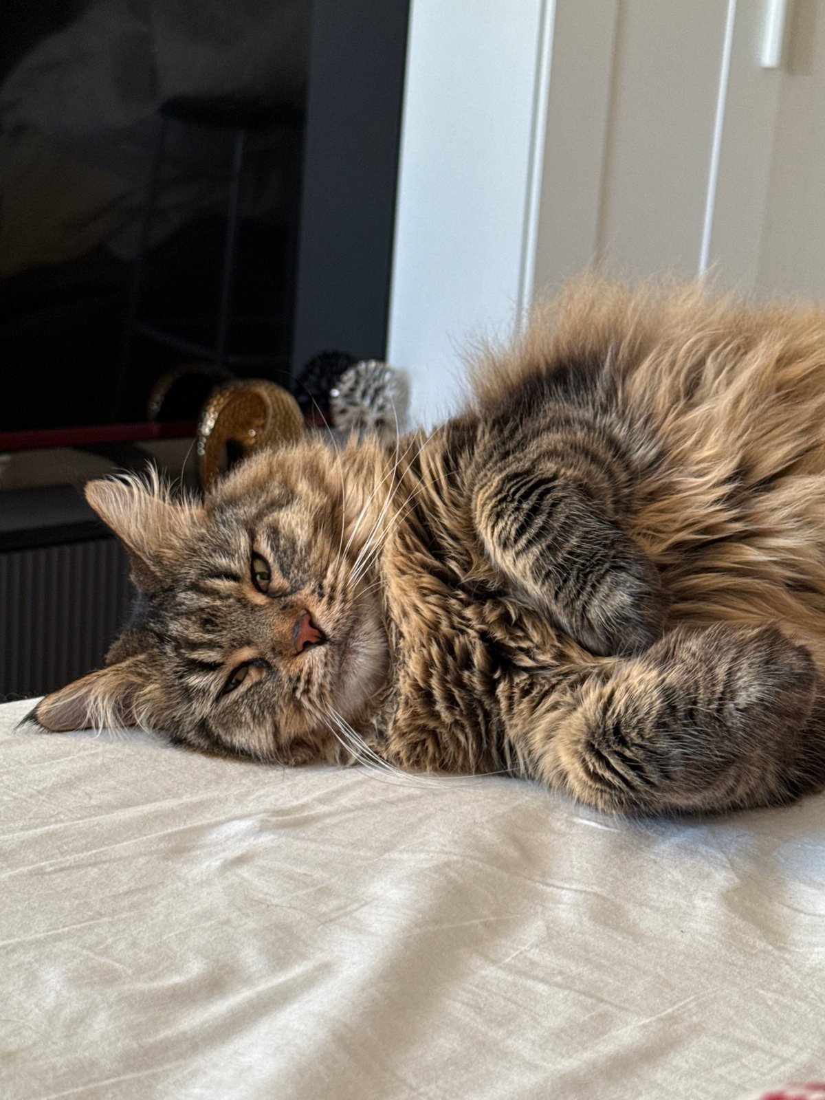 Tabby cat rests on white surface in Izhevsk