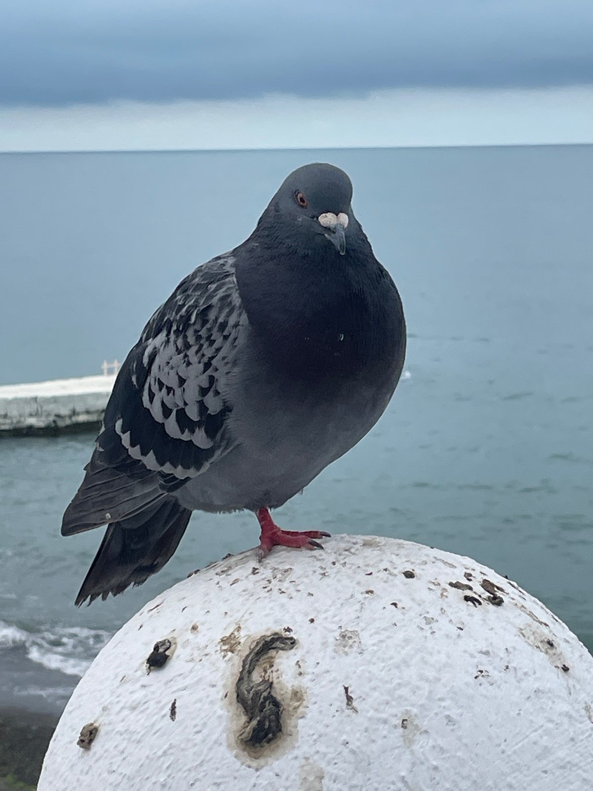 Morning coastal scenes documented along Sochi waterfront