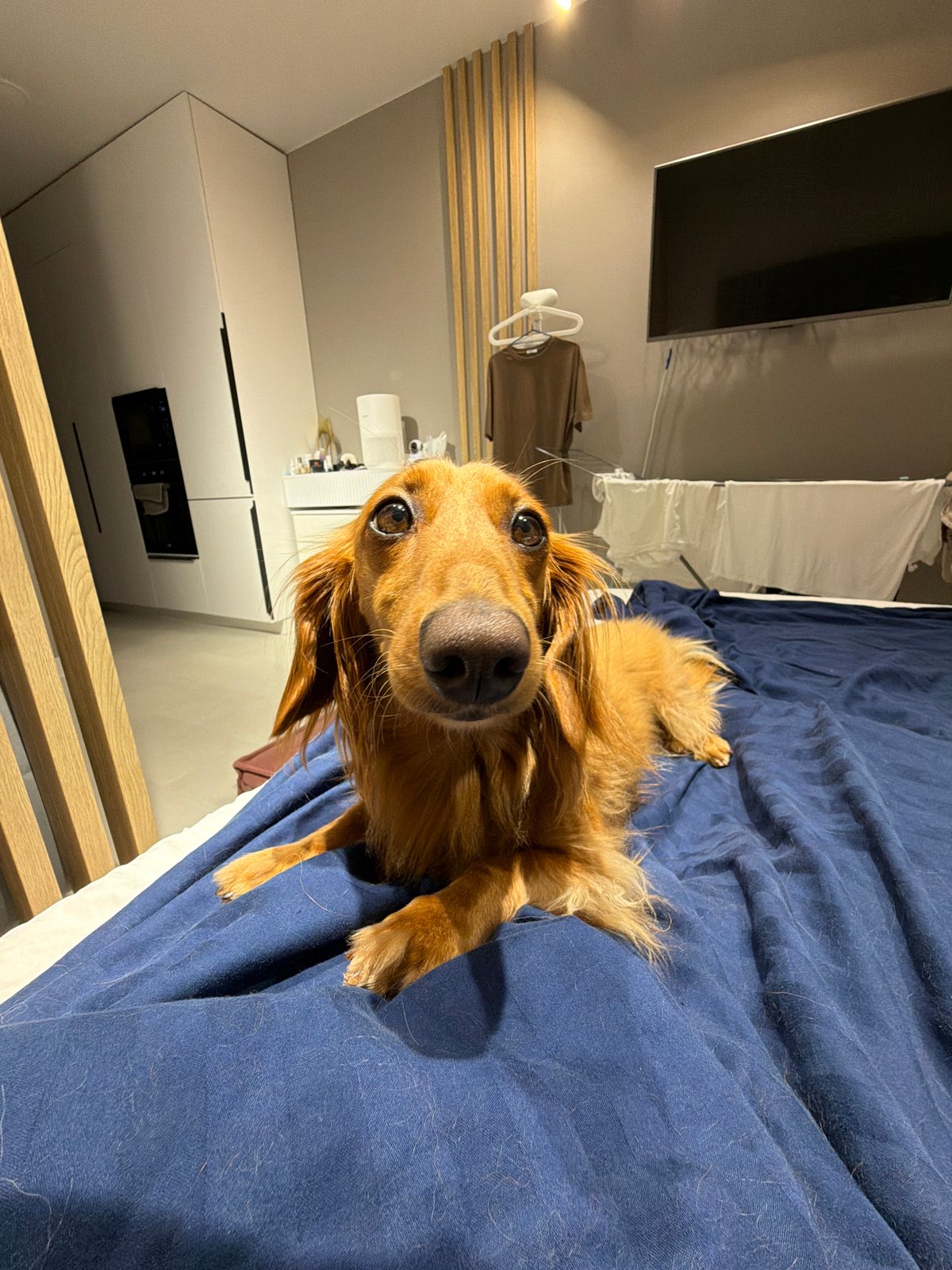 Dachshund steals the bed during a soccer stream in Sochi
