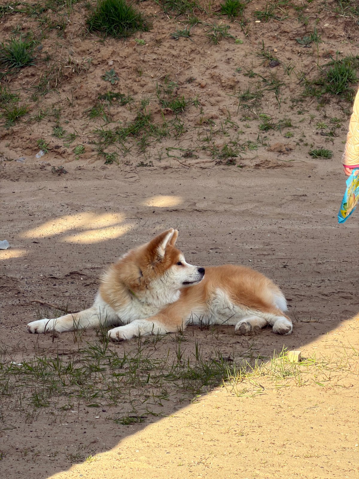 Woman, child enjoy sunny afternoon walk with dog in Chaikovsky