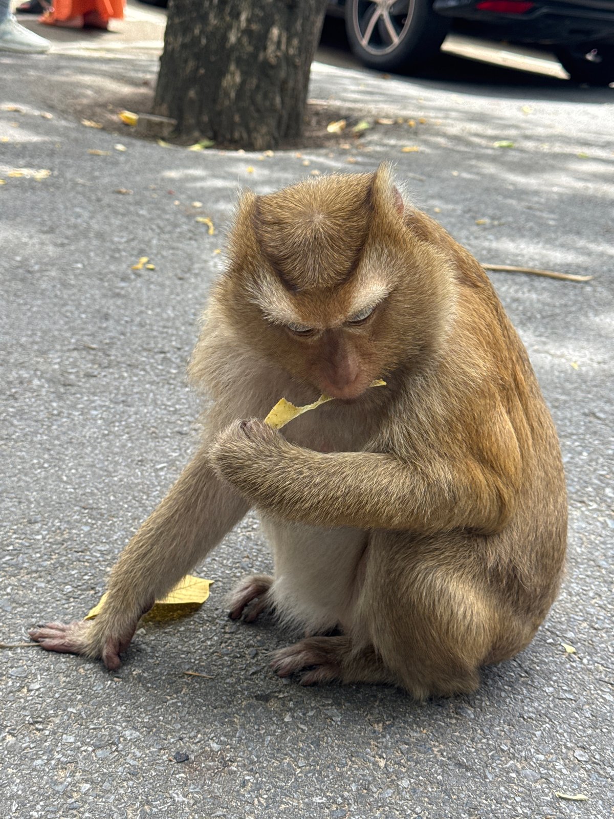 Macaques and visitors share a Ratsada viewpoint overlooking Phuket