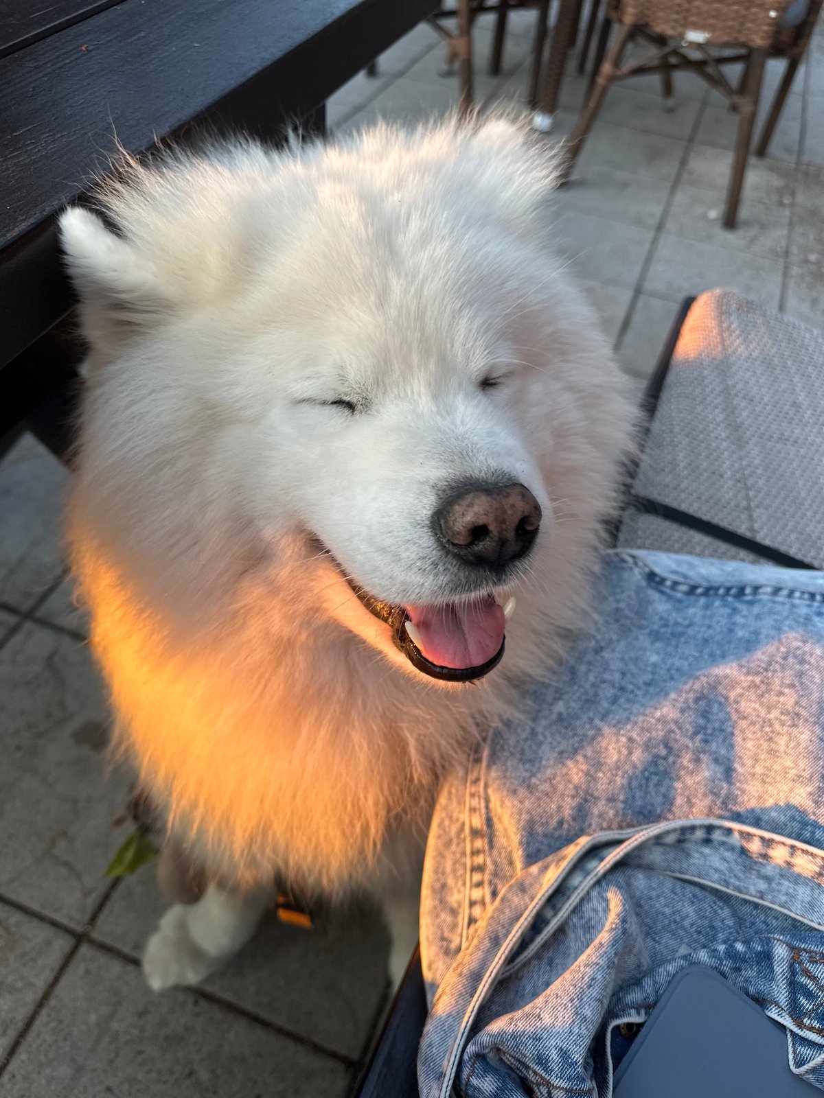 Sunday evening coffee shared with Samoyed dog in Montenegro